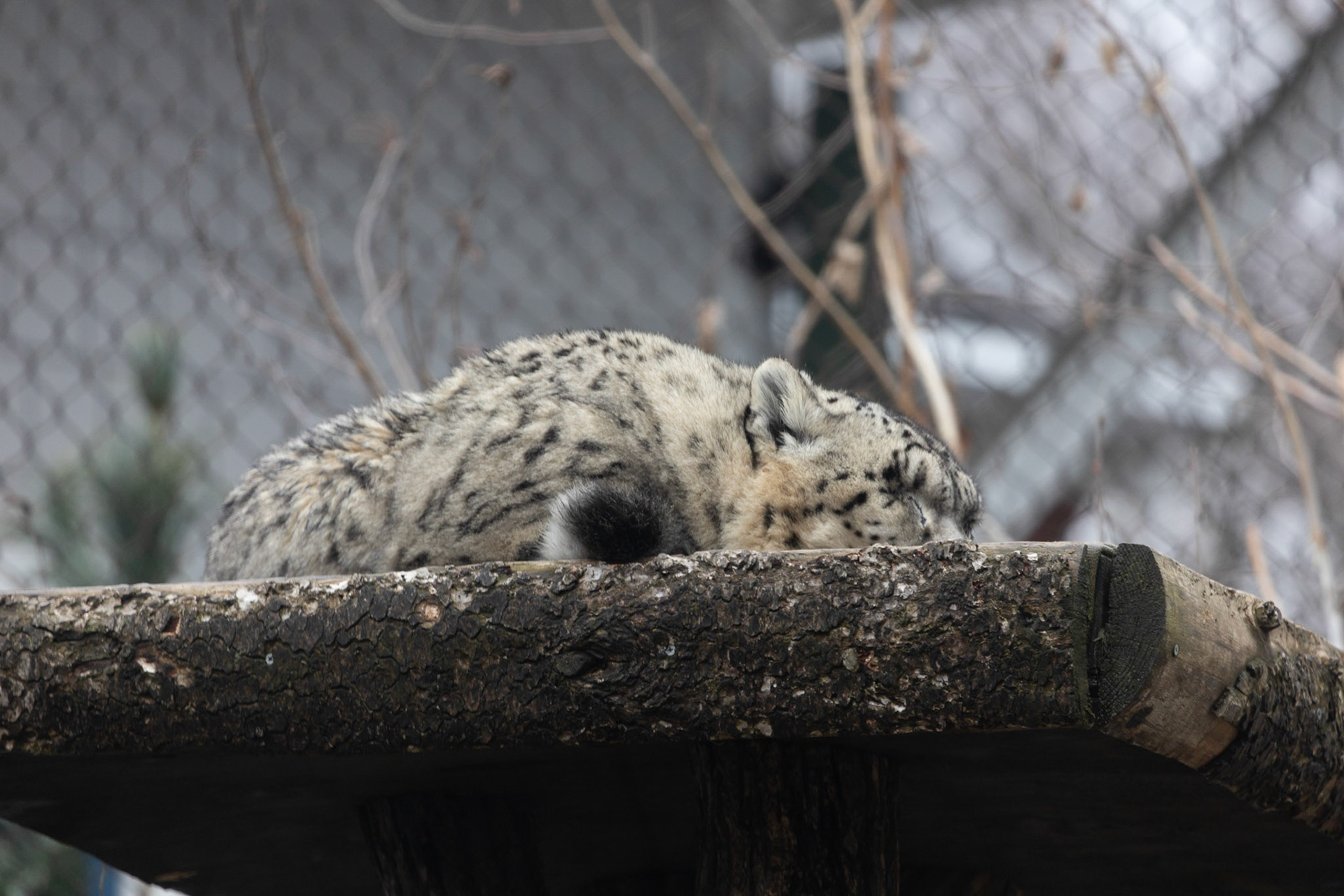 Snow leopard