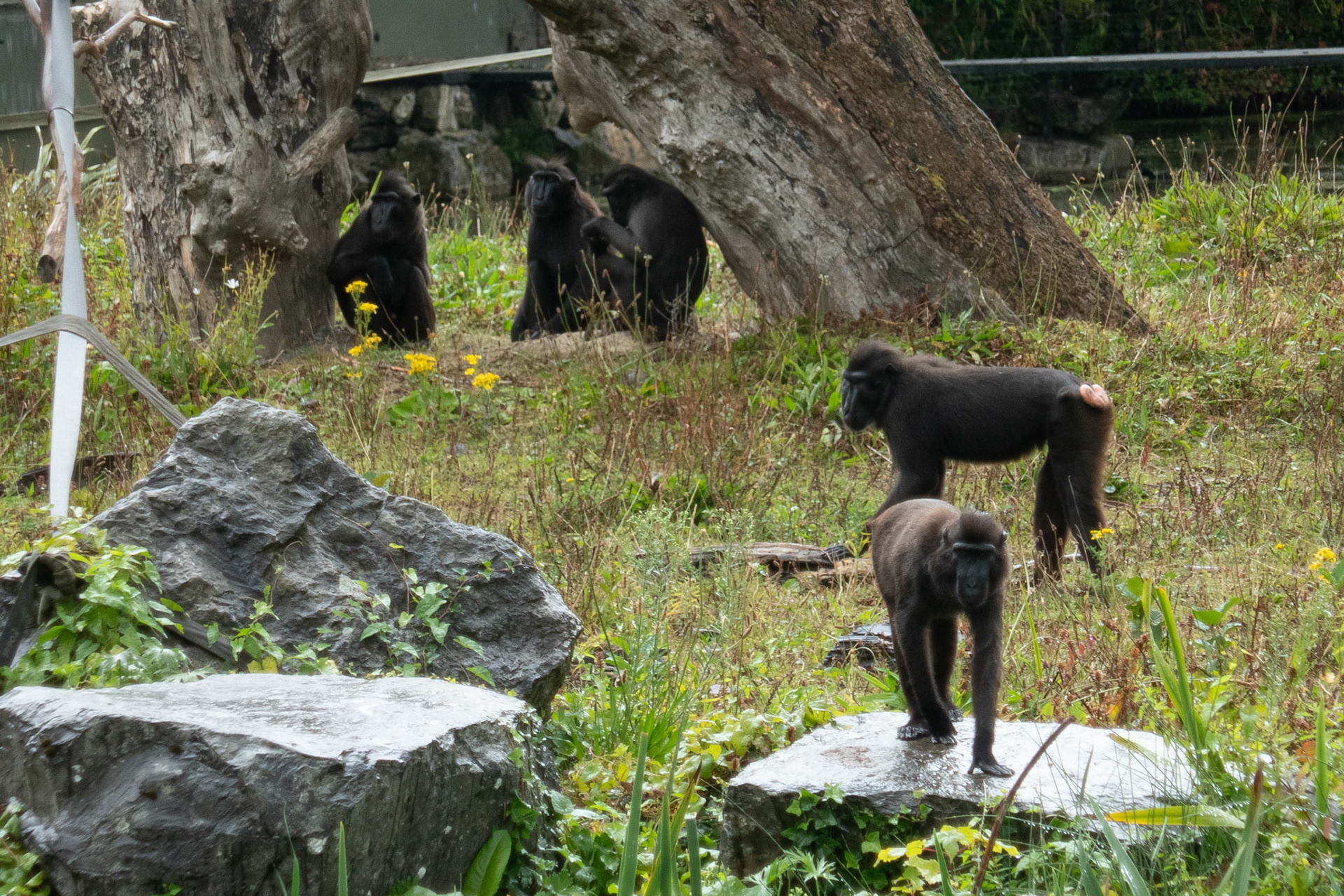Sulawesi crested macaque