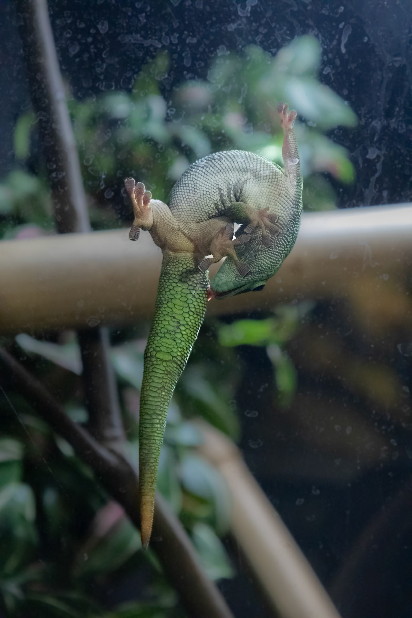 Giant day gecko