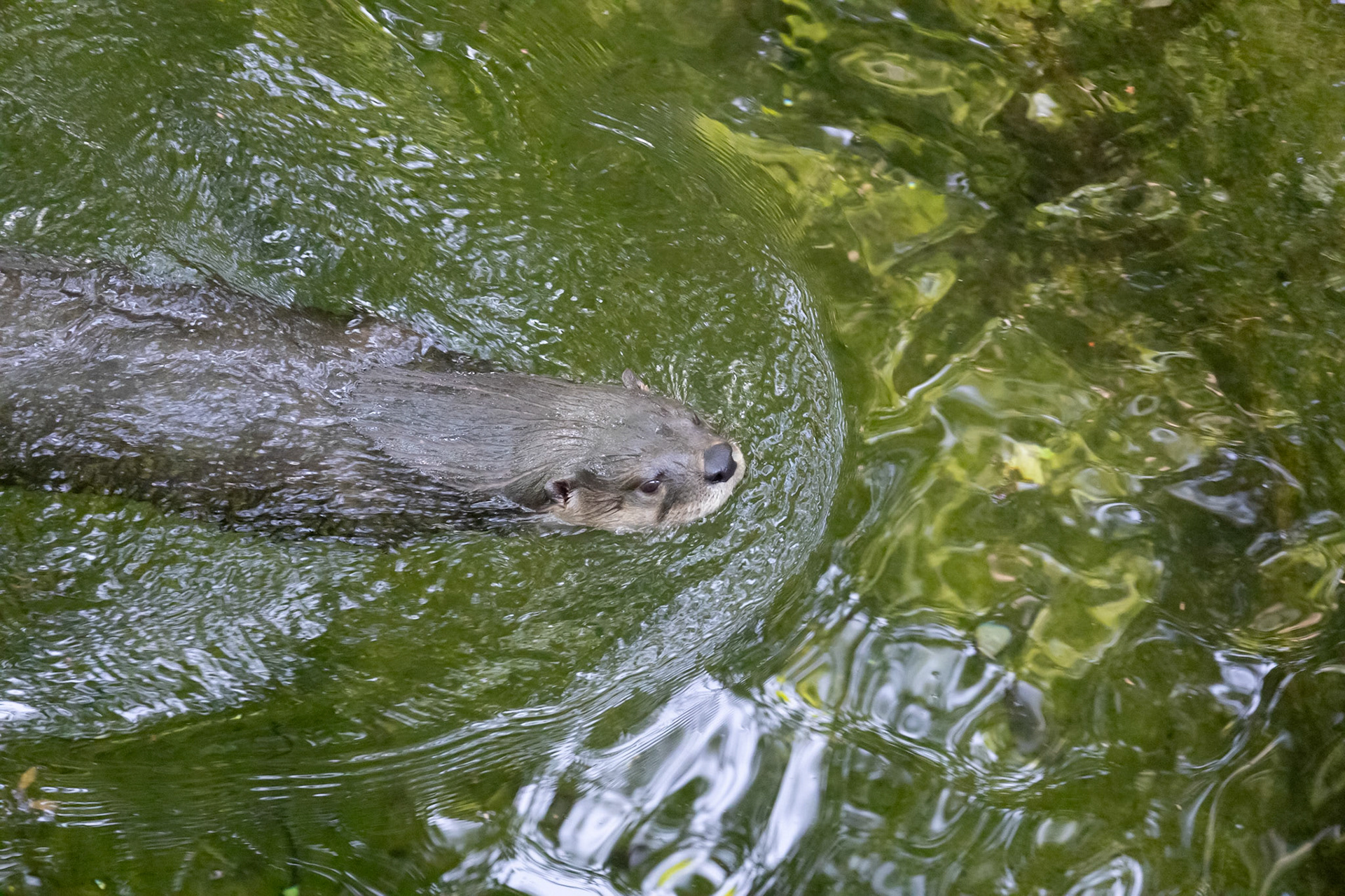 Otter