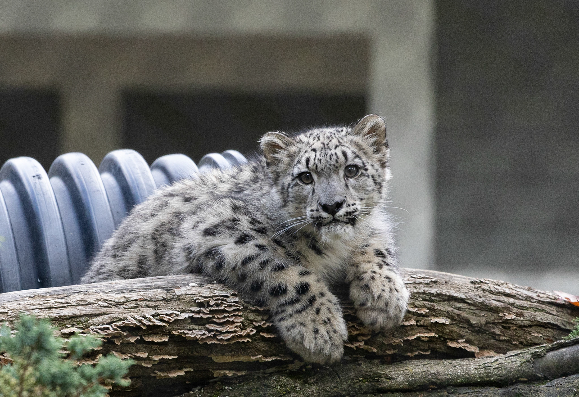 Kenj, snow leopard cub at Seneca Park Zoo
