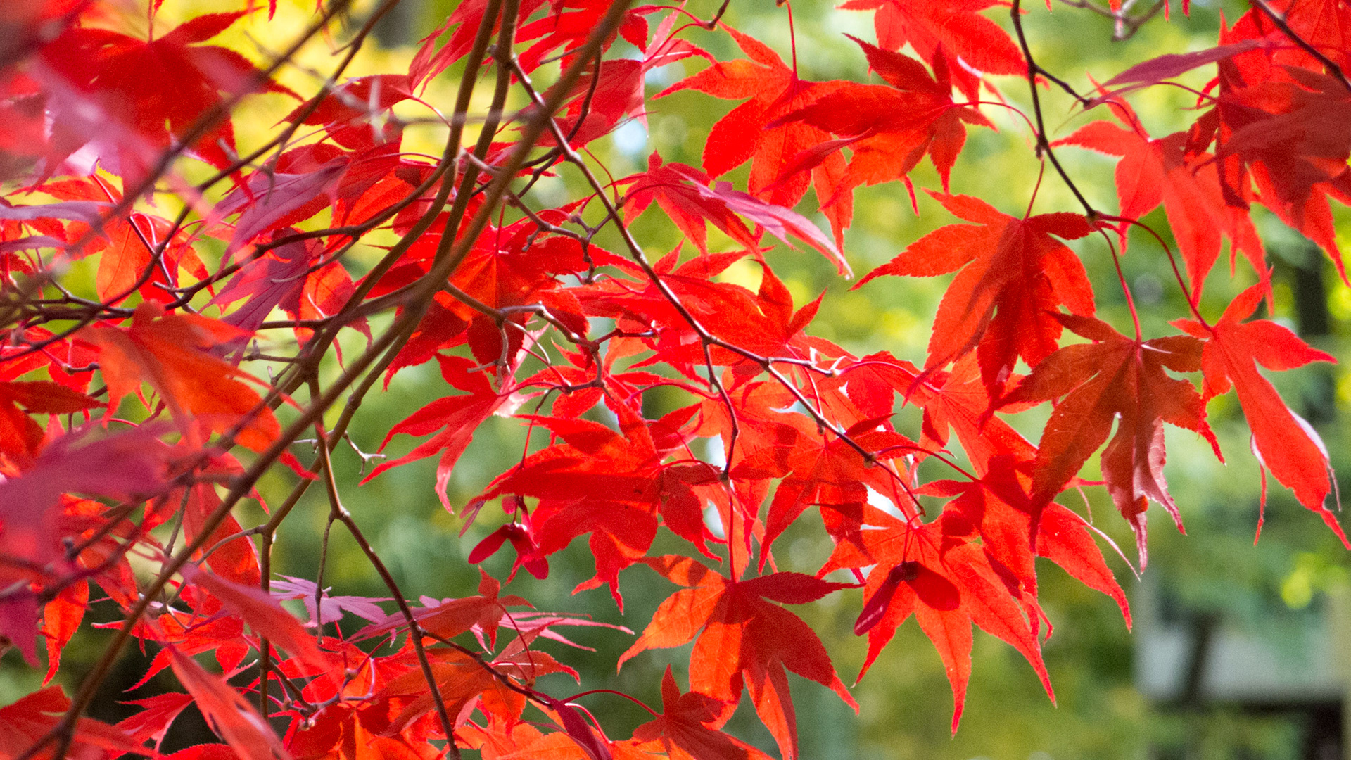 Japanese Maple