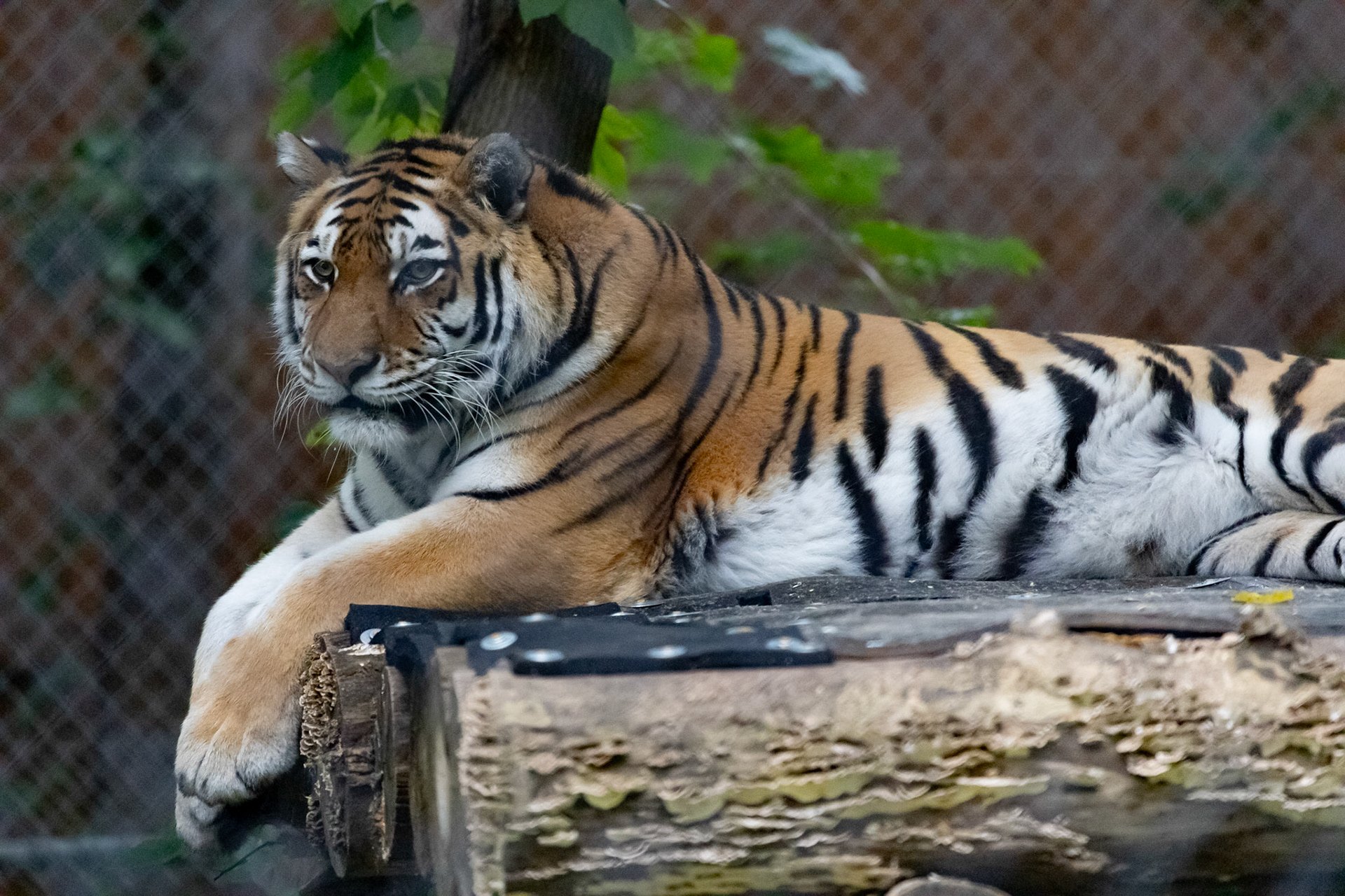 Amur tiger