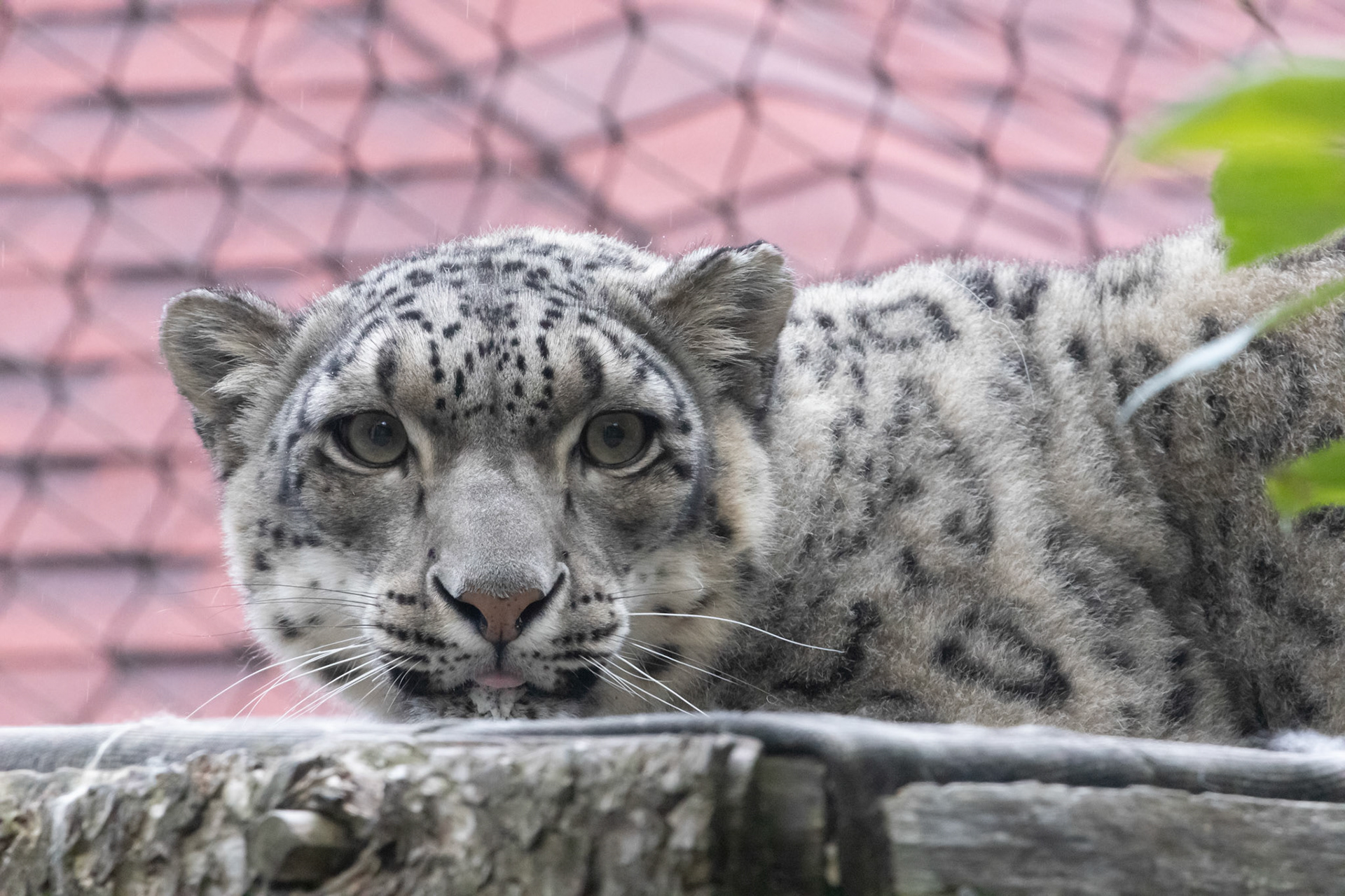 Snow leopard