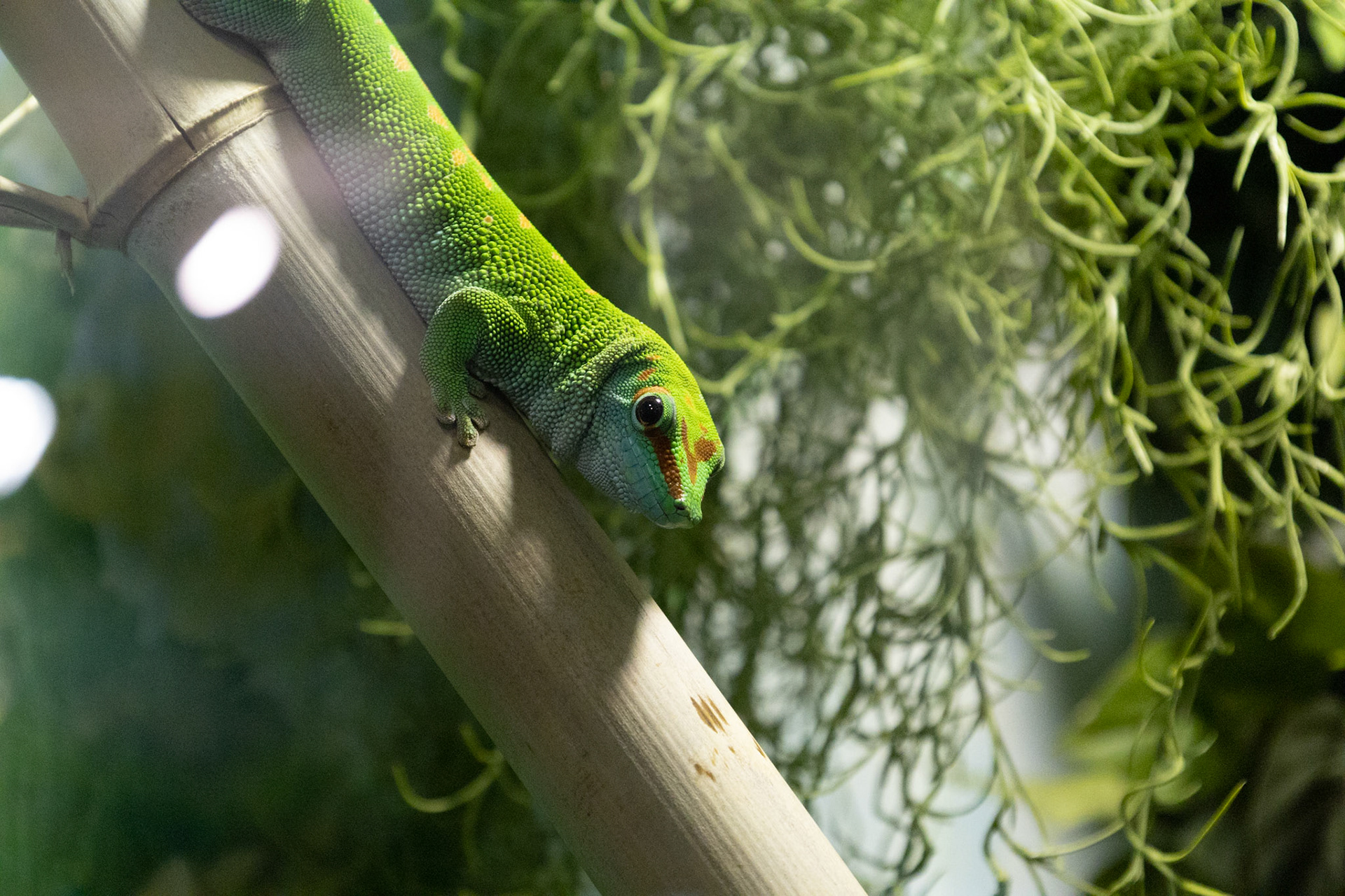 Giant day gecko at Seneca Park Zoo
