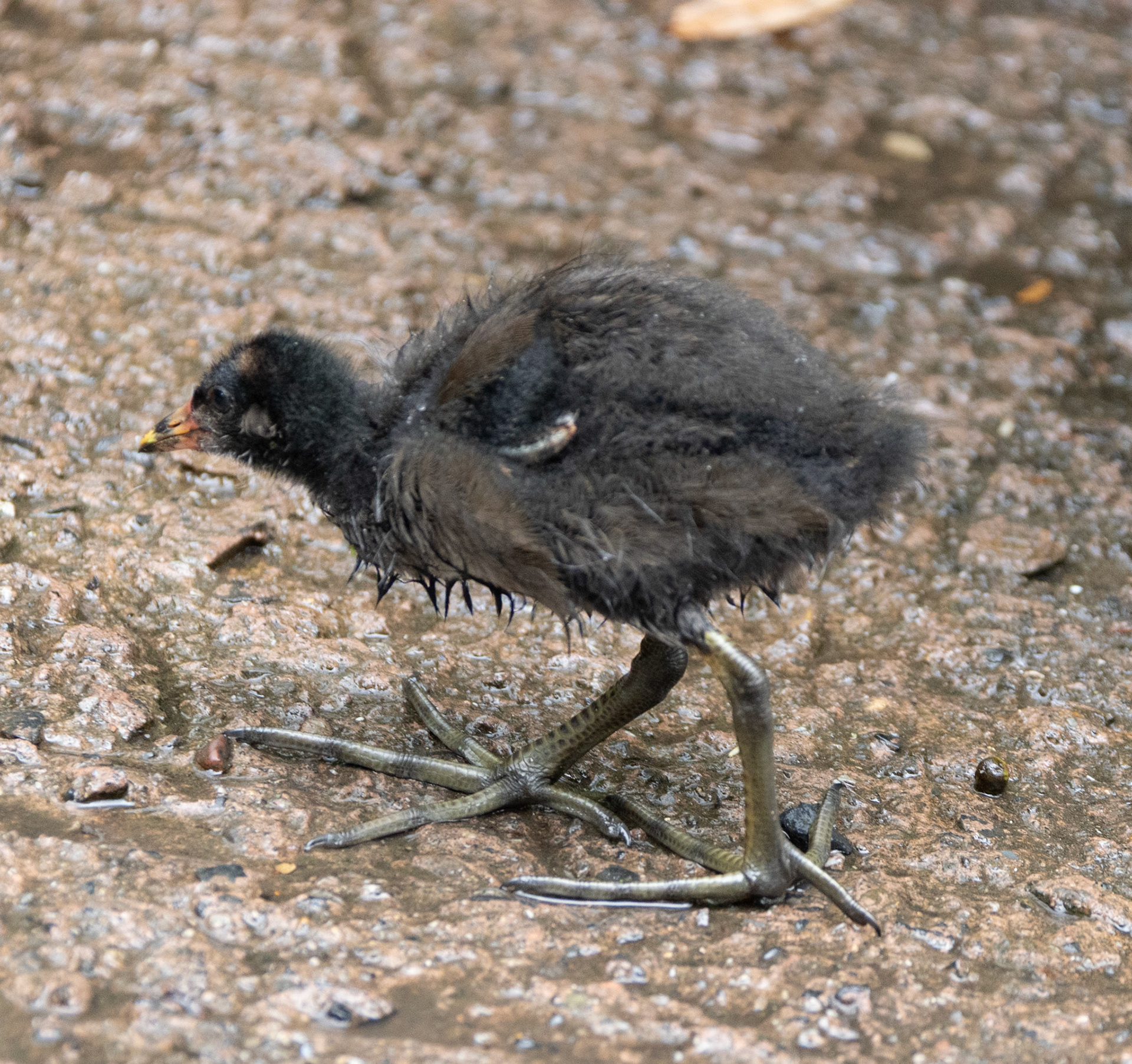 Moorhen chick: Little guy was looking pretty bedragled from the rain.