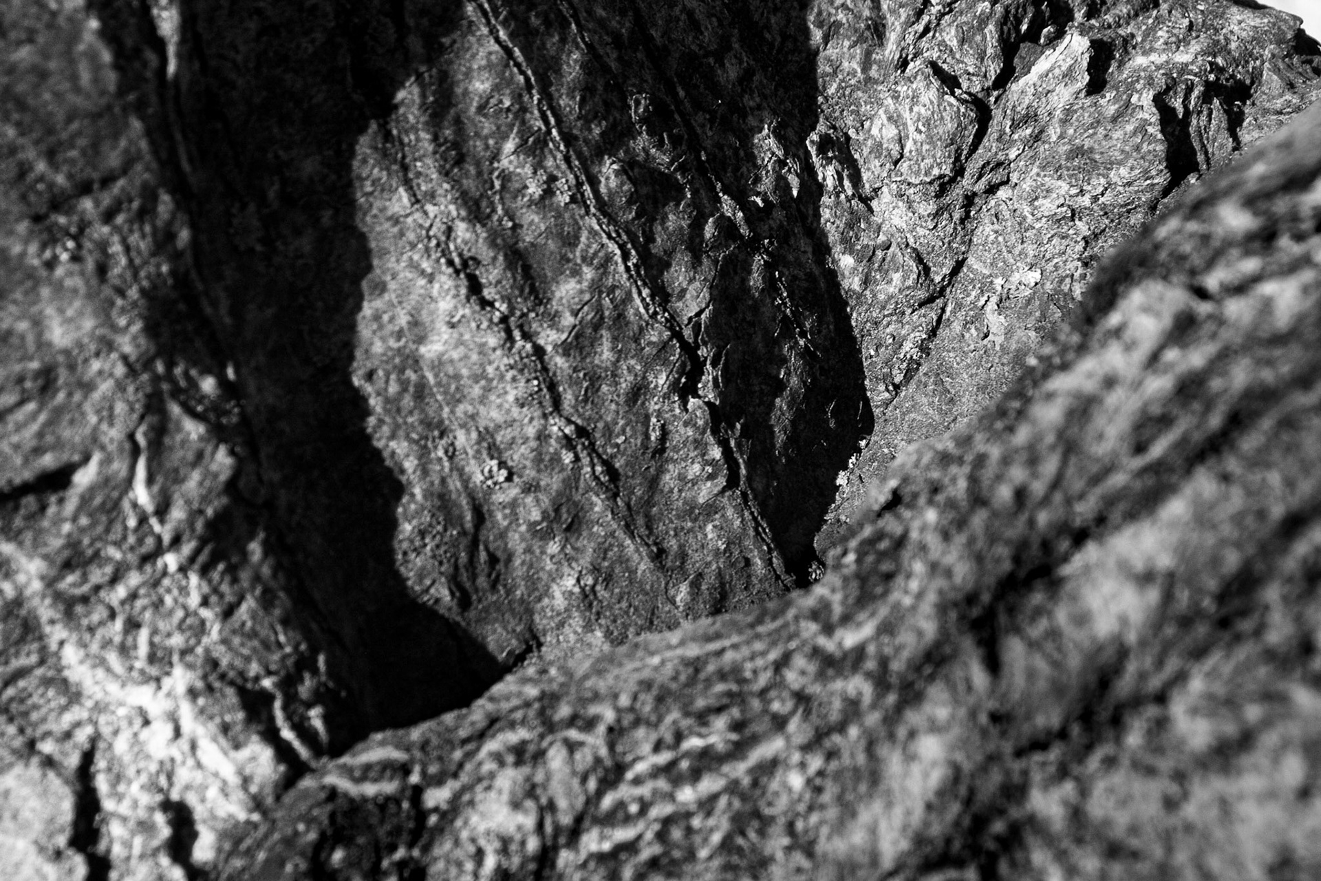 Windemere tree 4 ed