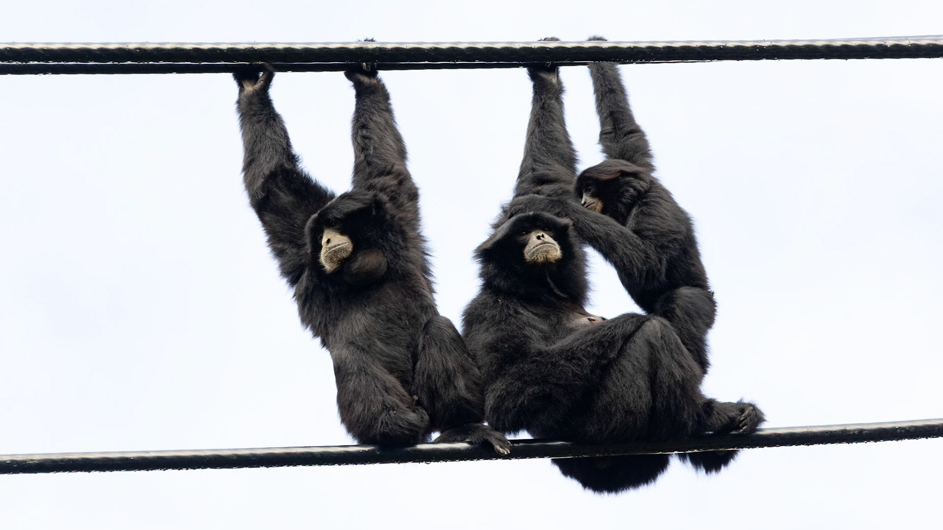 Siamangs hanging out
