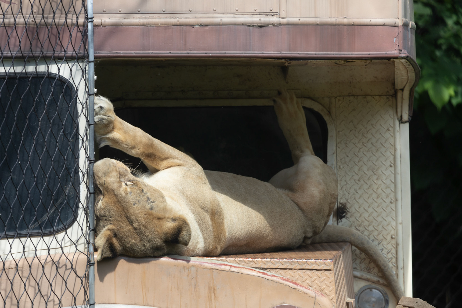 Lion