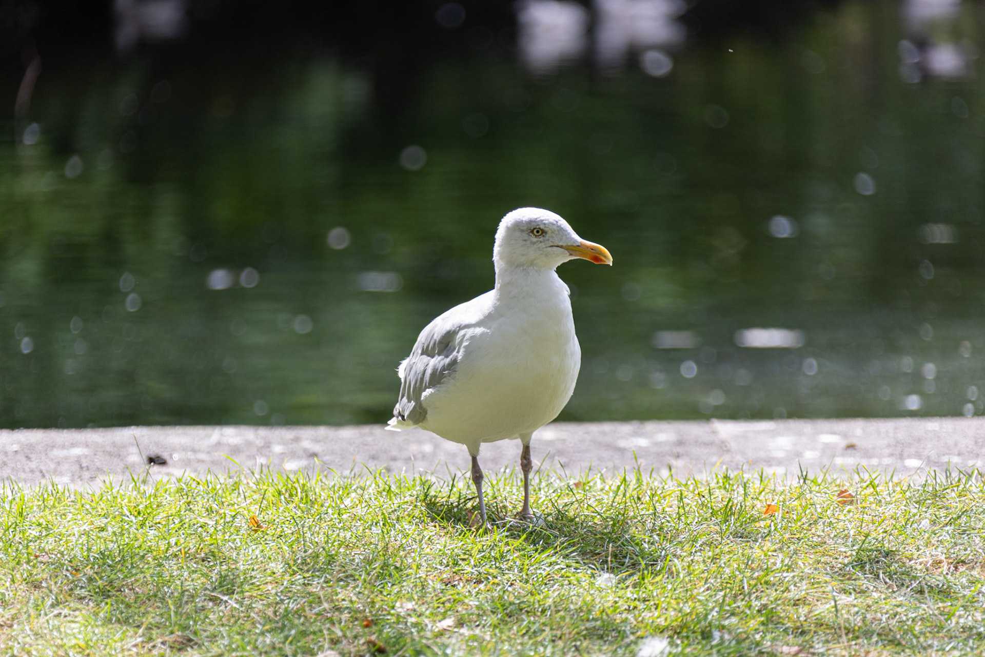 Goofy gull at St Stephen's Green