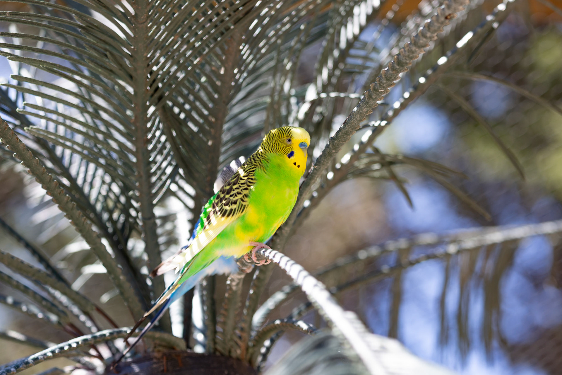 Budgie at Metro Richmond Zoo