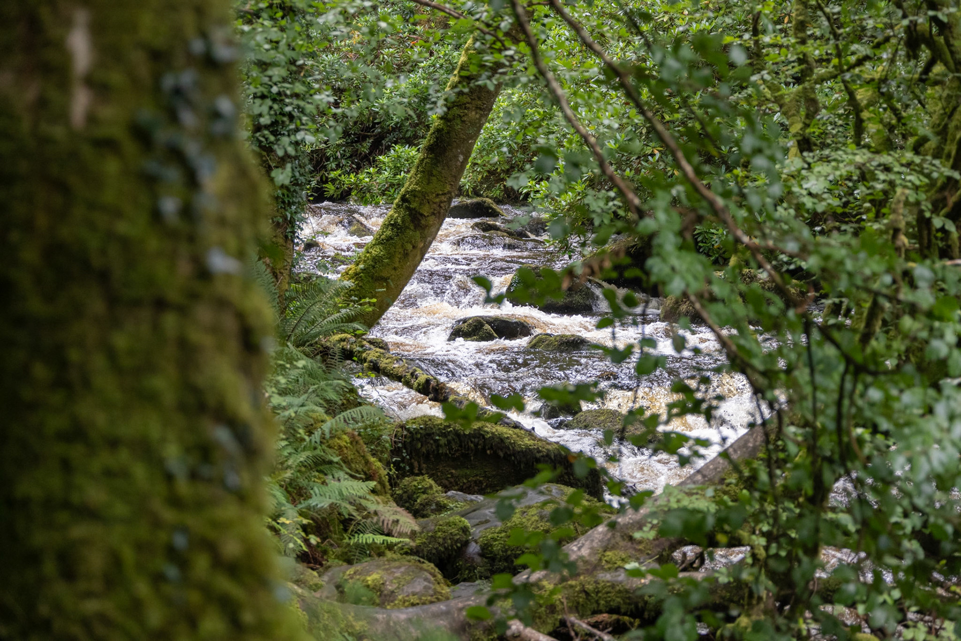 Torc Waterfall, Owengarriff River, Killarney National Park
