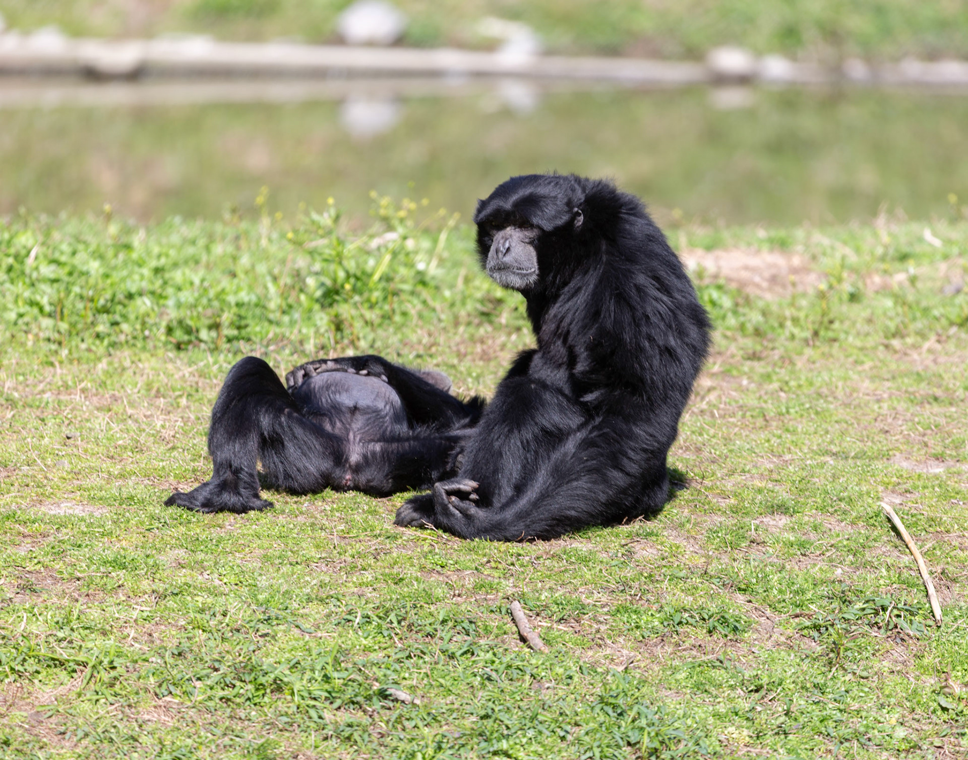 Siamangs at Metro Richmond Zoo. They were just being so darn cute.