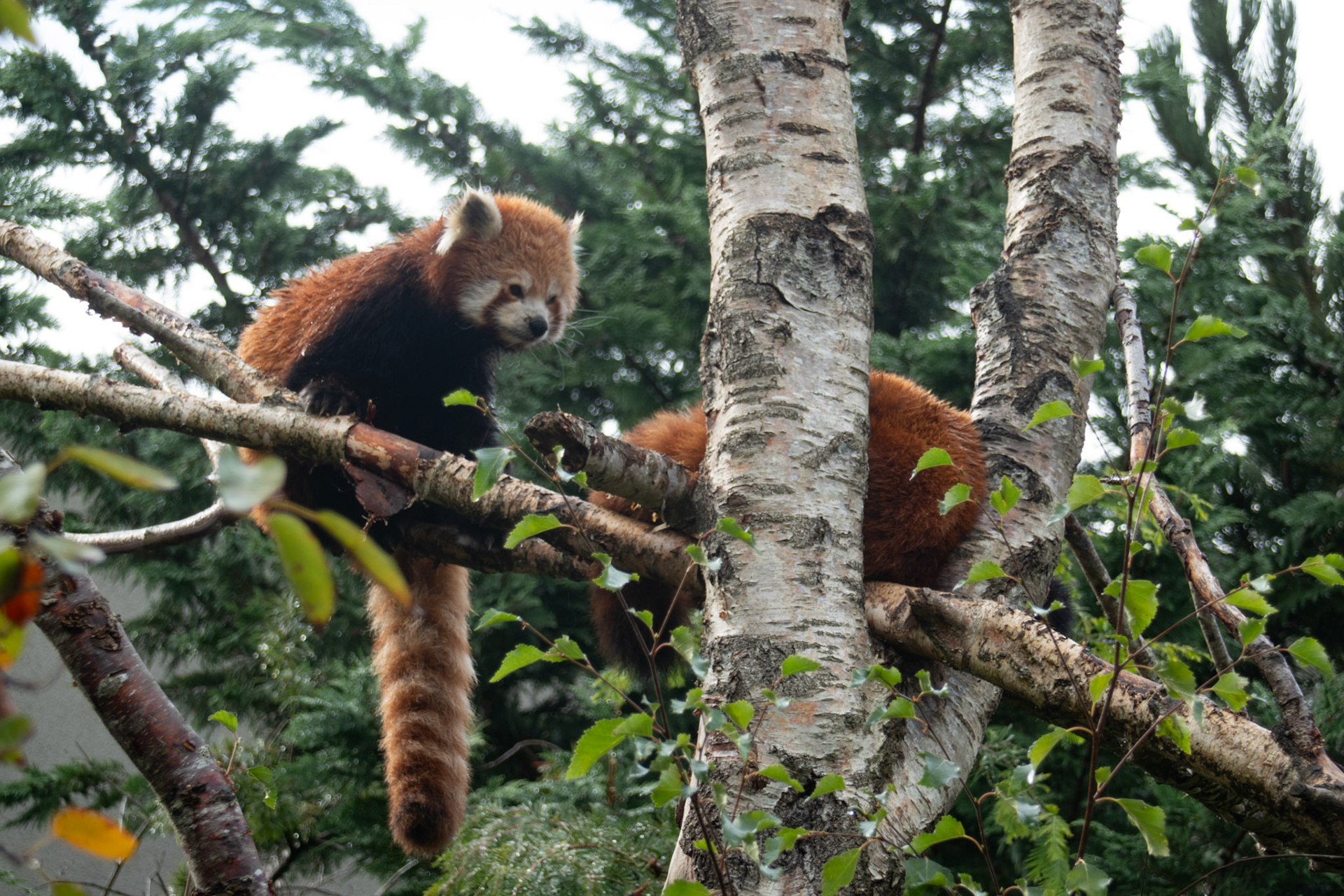 Slighty soggy red pandas