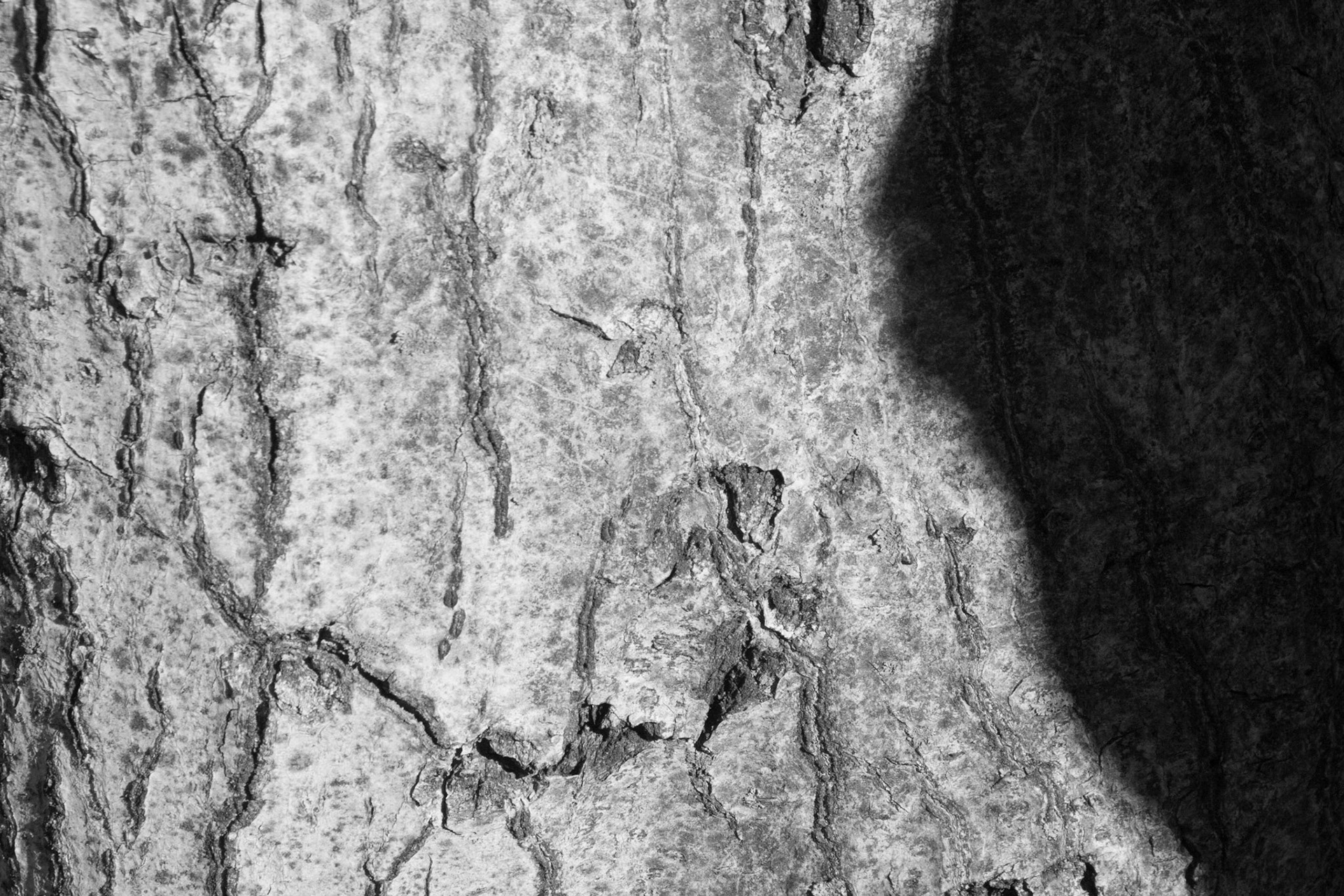 Windemere tree 9