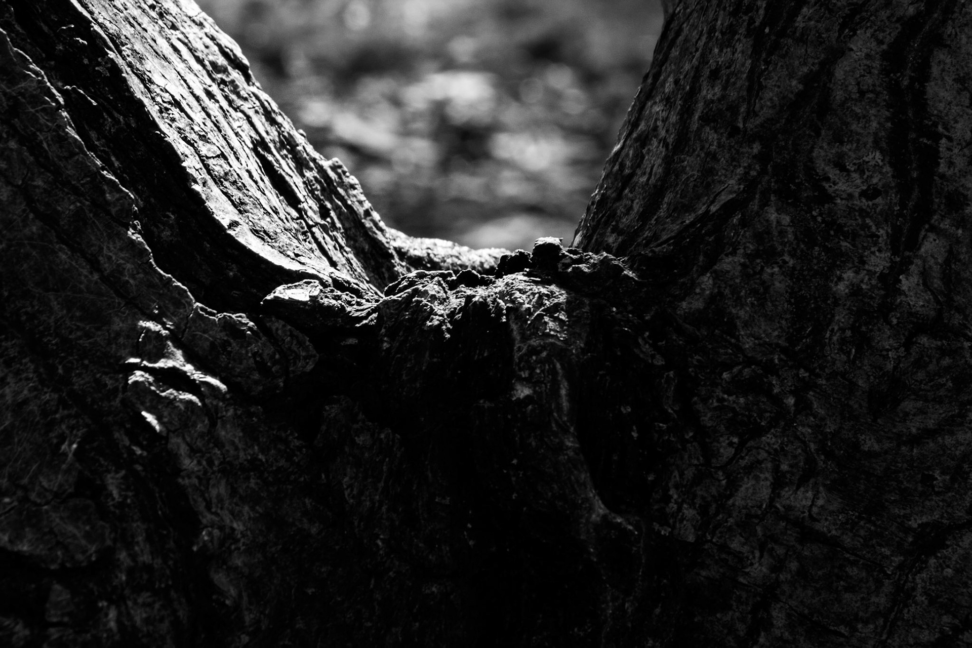 Windemere tree 6 ed