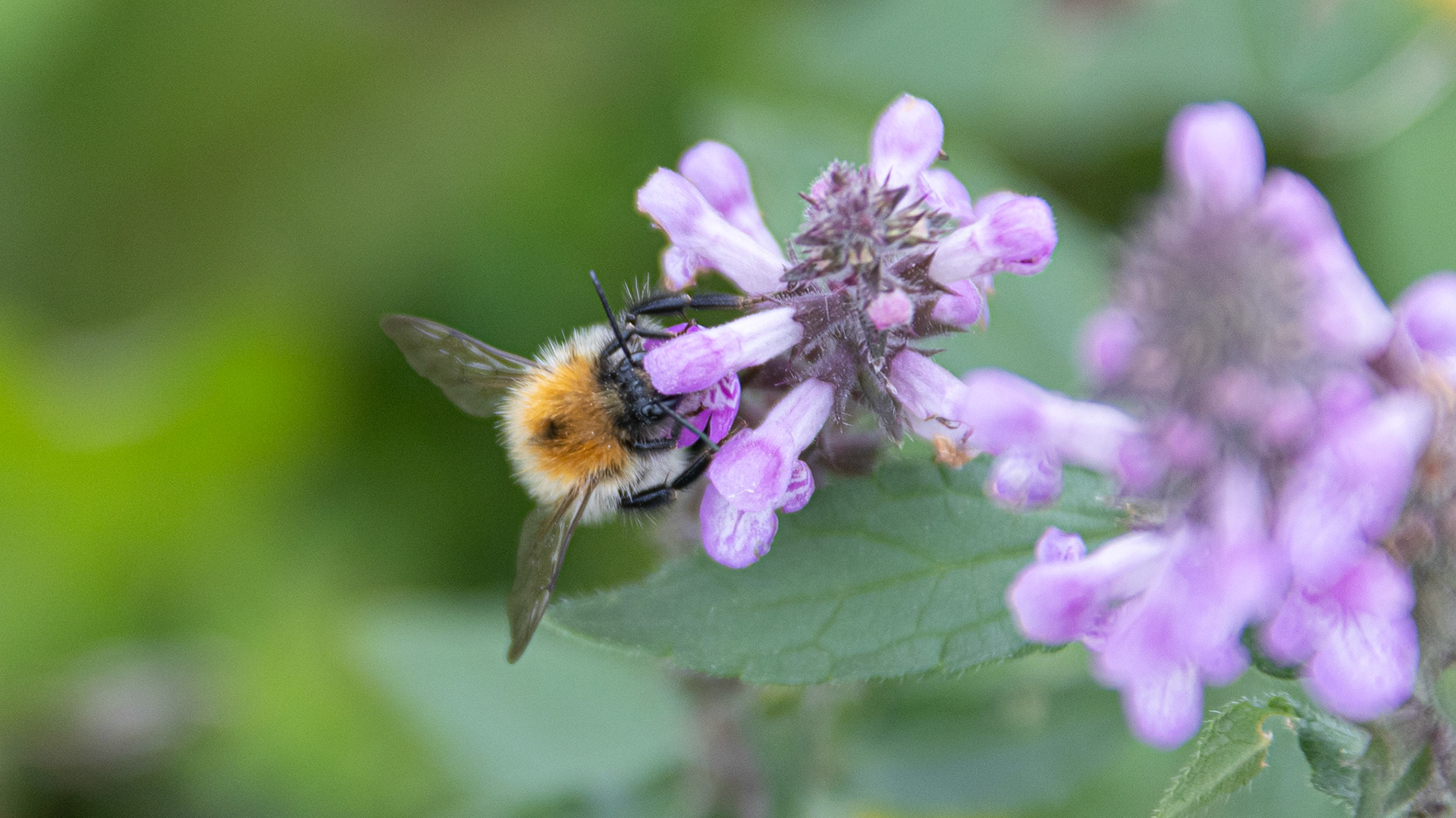 Bee at Tralee Wetlands Centre