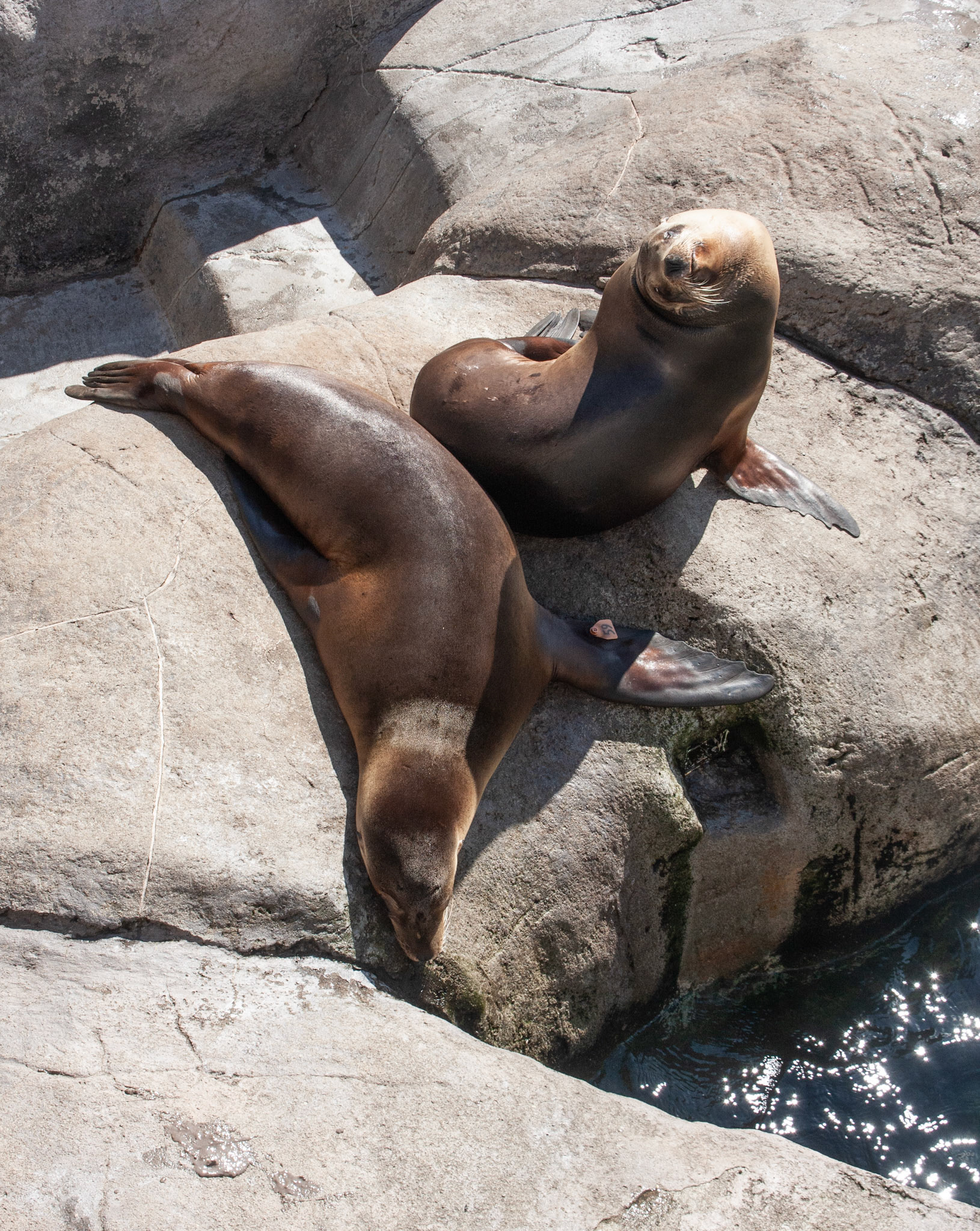 Sea Lions, Seneca Park Zoo