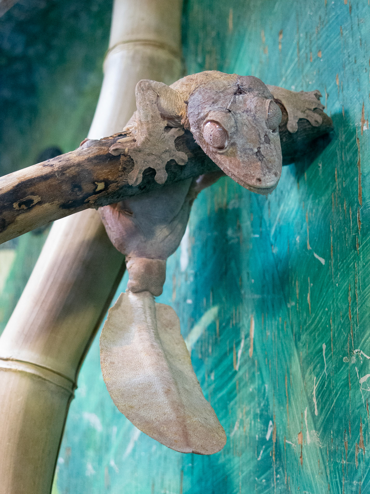 Leaf tailed gecko
