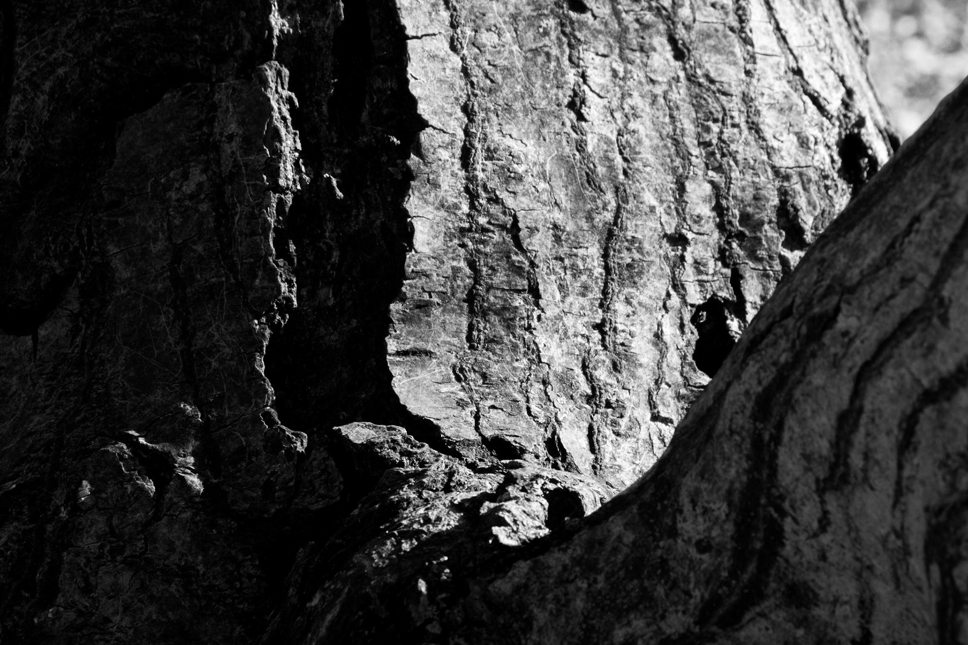 Windemere tree 2