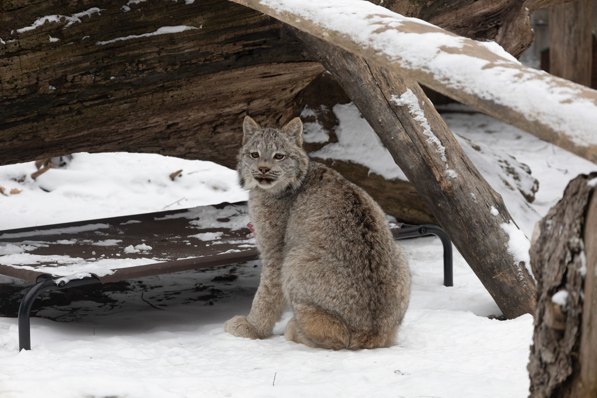 Canada Lynx blep