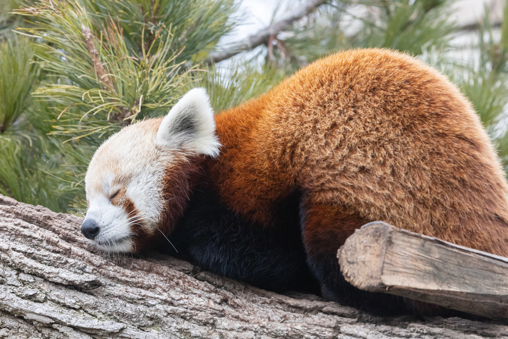 Red panda