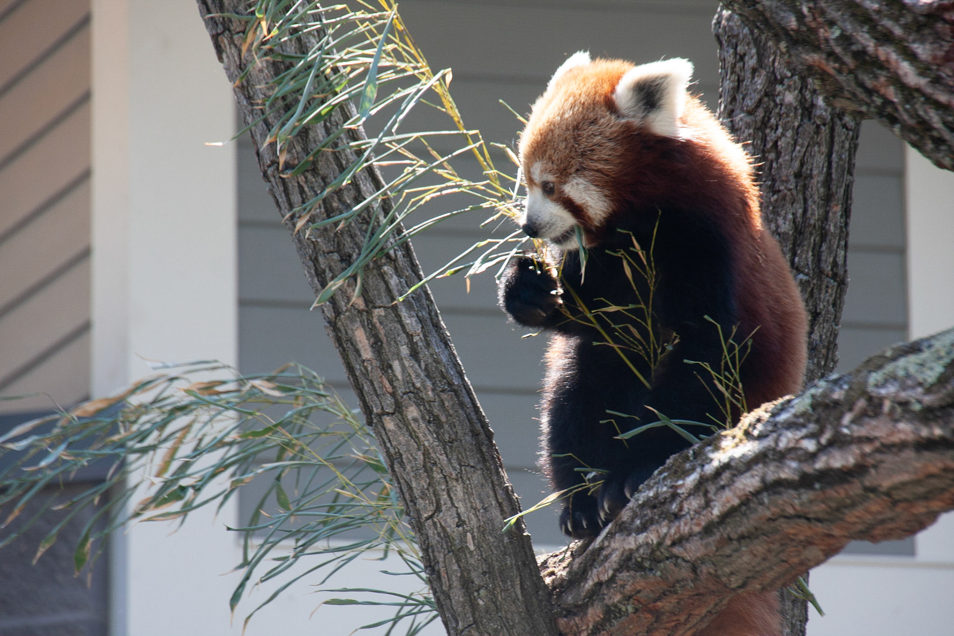 Red pandas at Seneca Park Zoo