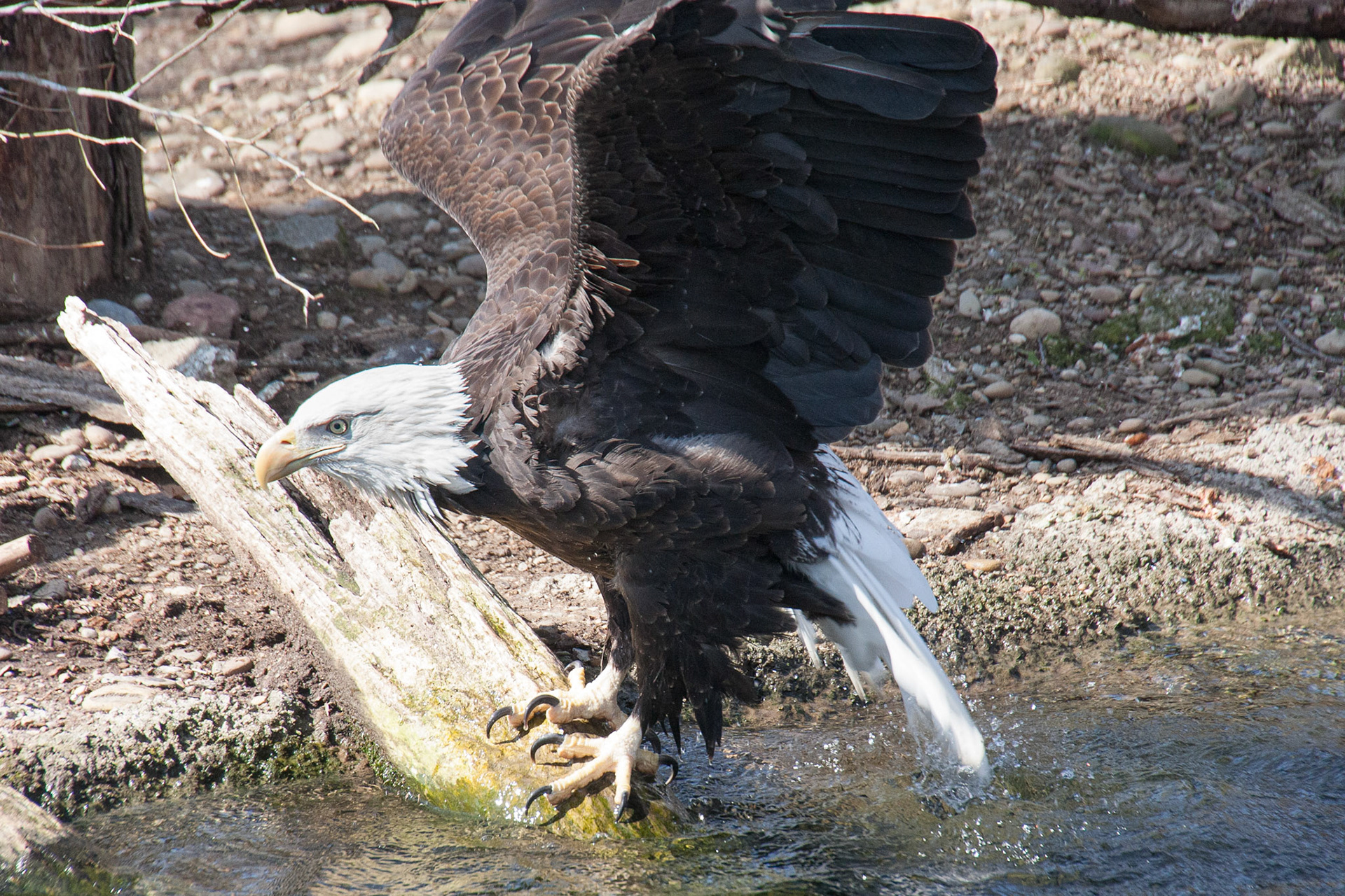 Bald eagle taking a bath at Seneca Park Zoo