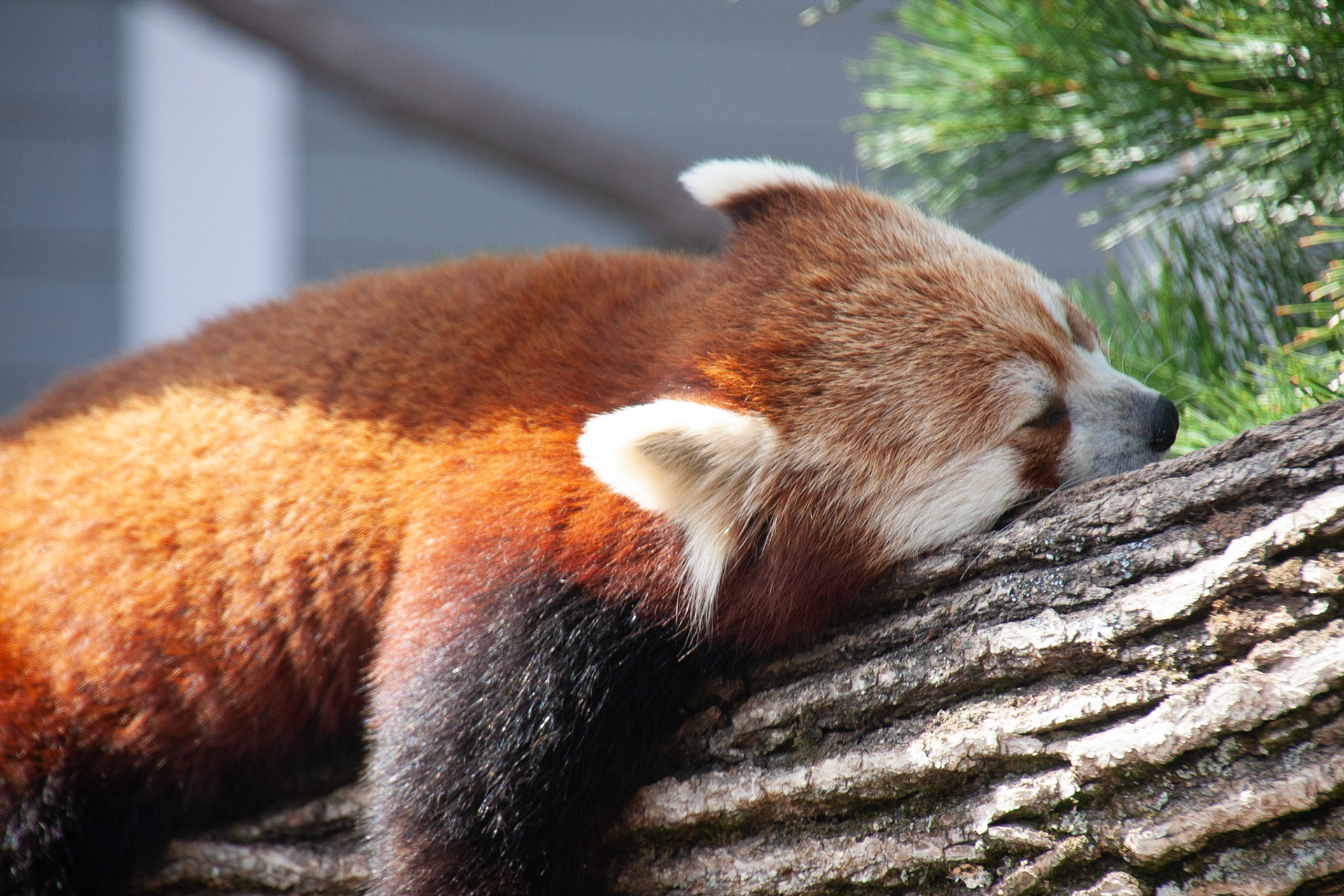 Red Panda