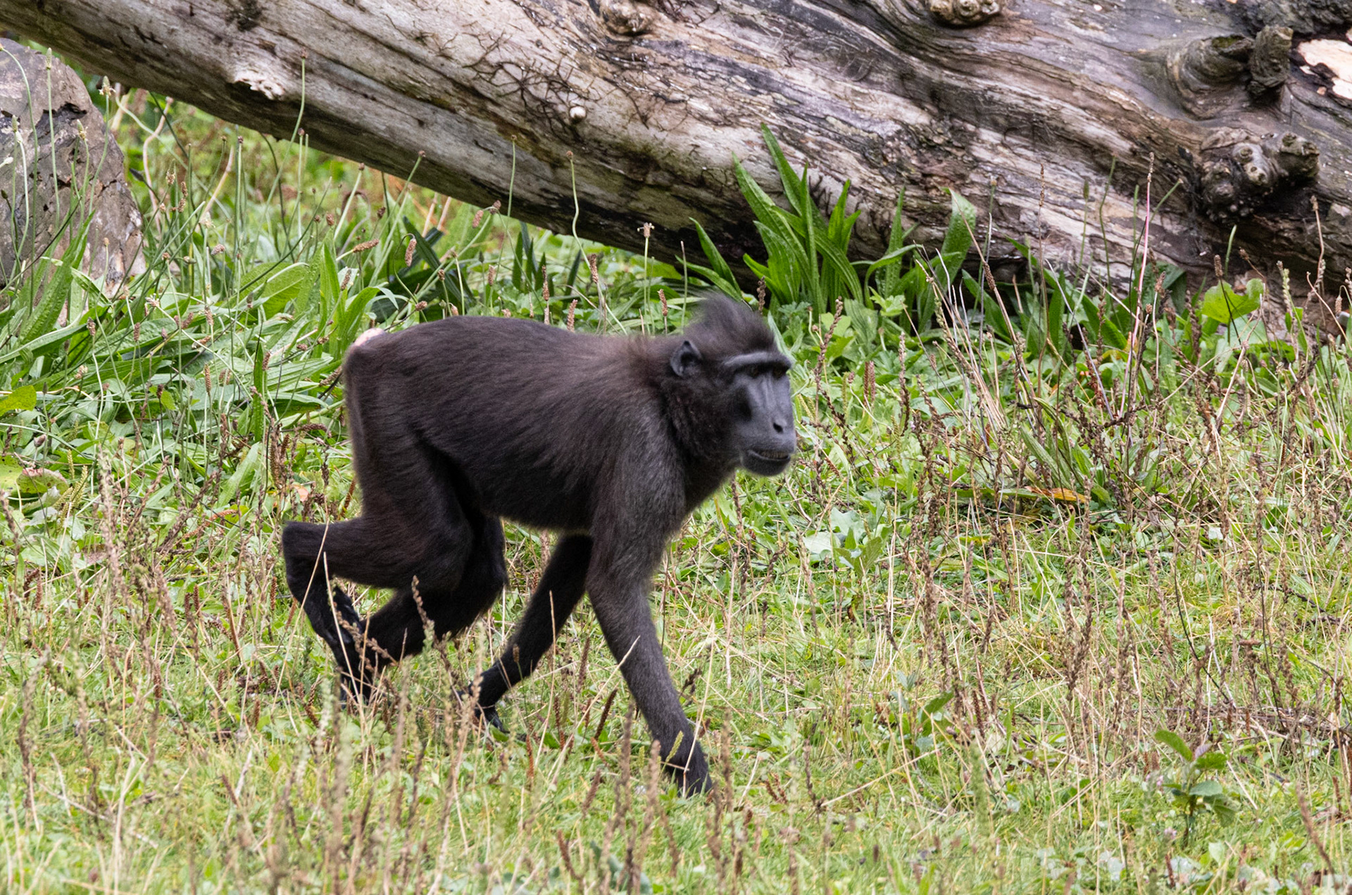 Sulawesi crested macaque