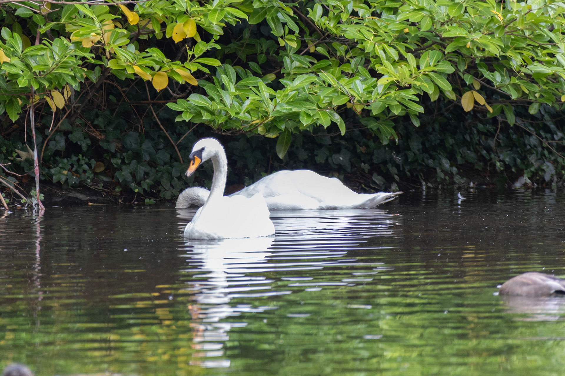Swan at St Stephen's Green