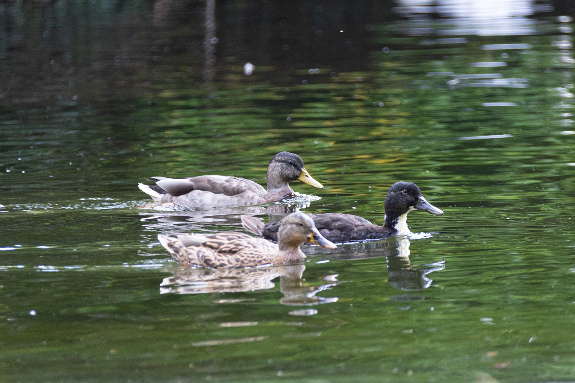 St Stephen's Green