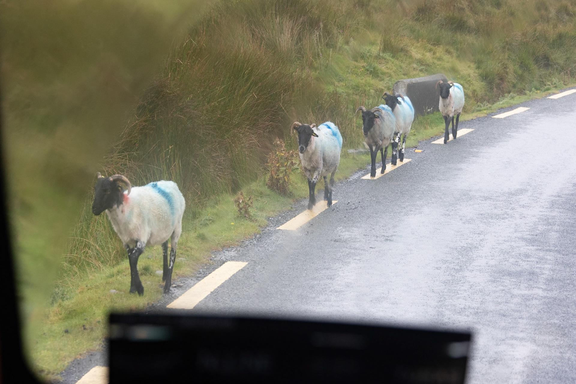 Unconcerned sheep, Doolough Valley