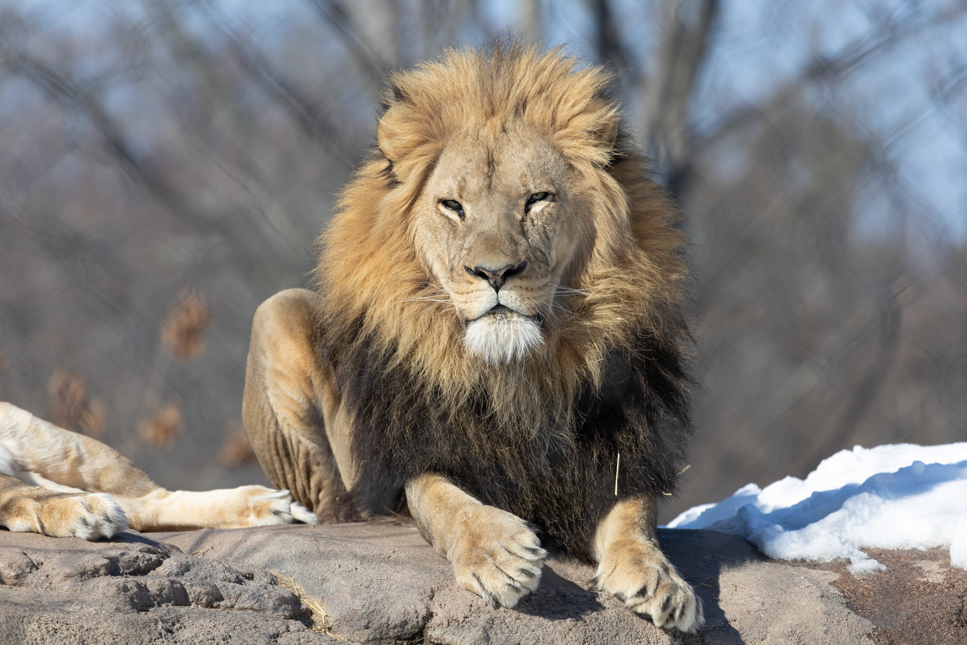 Chester at Seneca Park Zoo