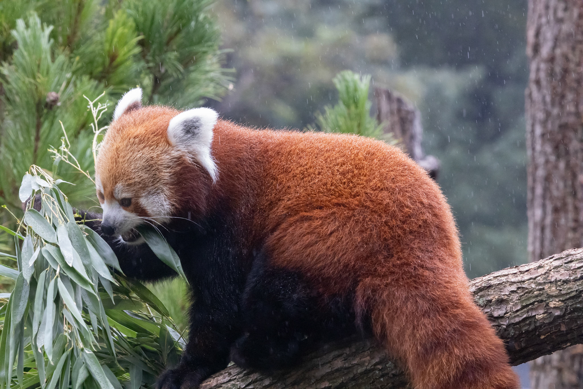 Red panda