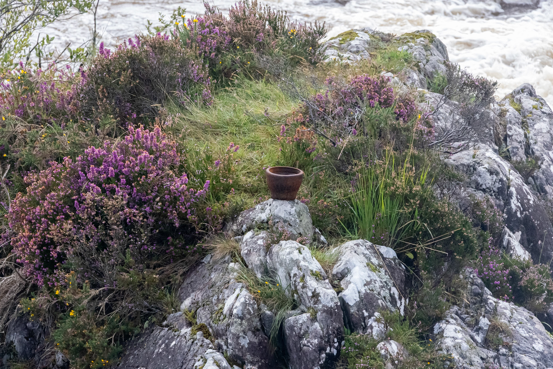 Flowers in the Sneem