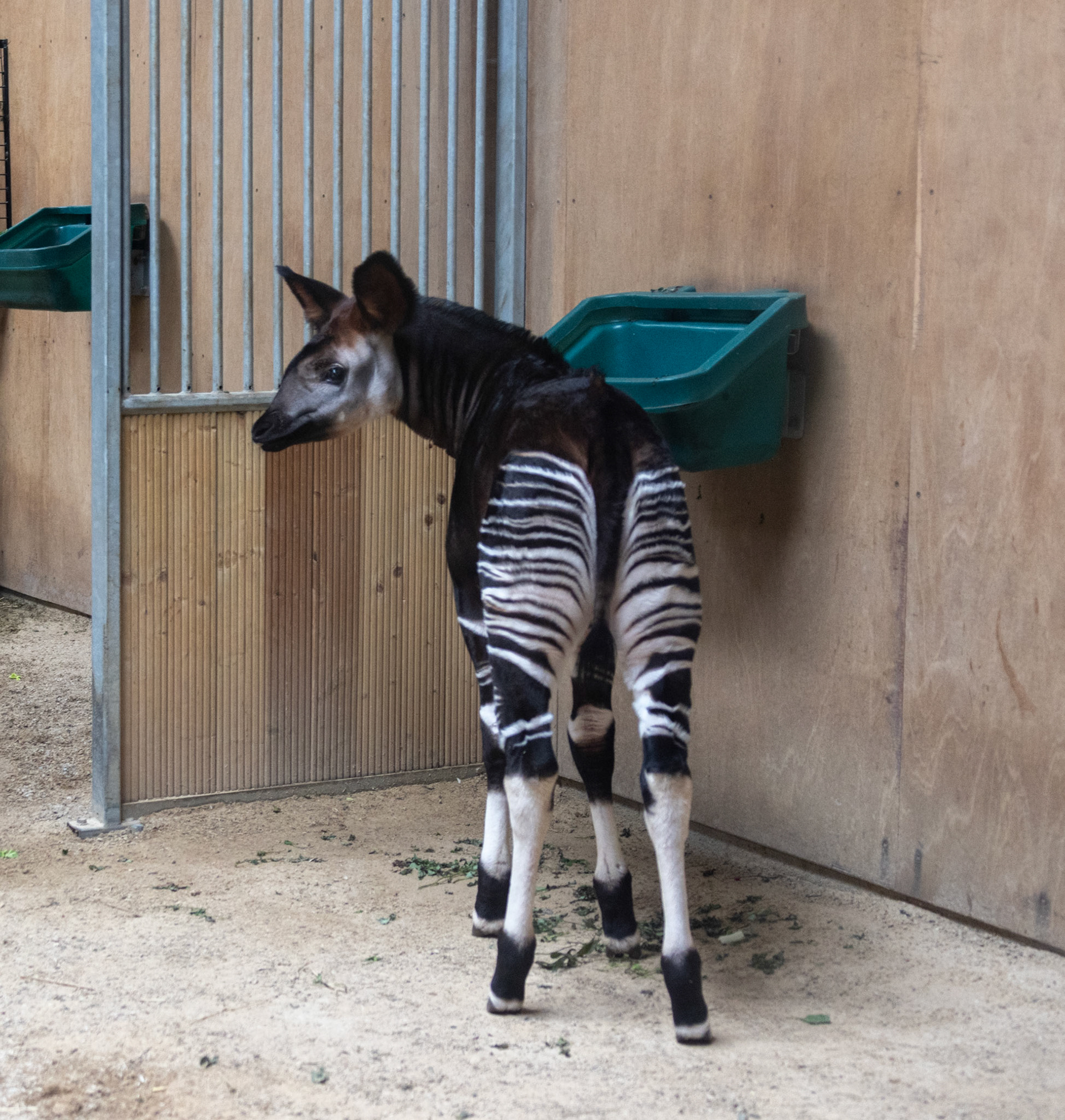 Baby okapi