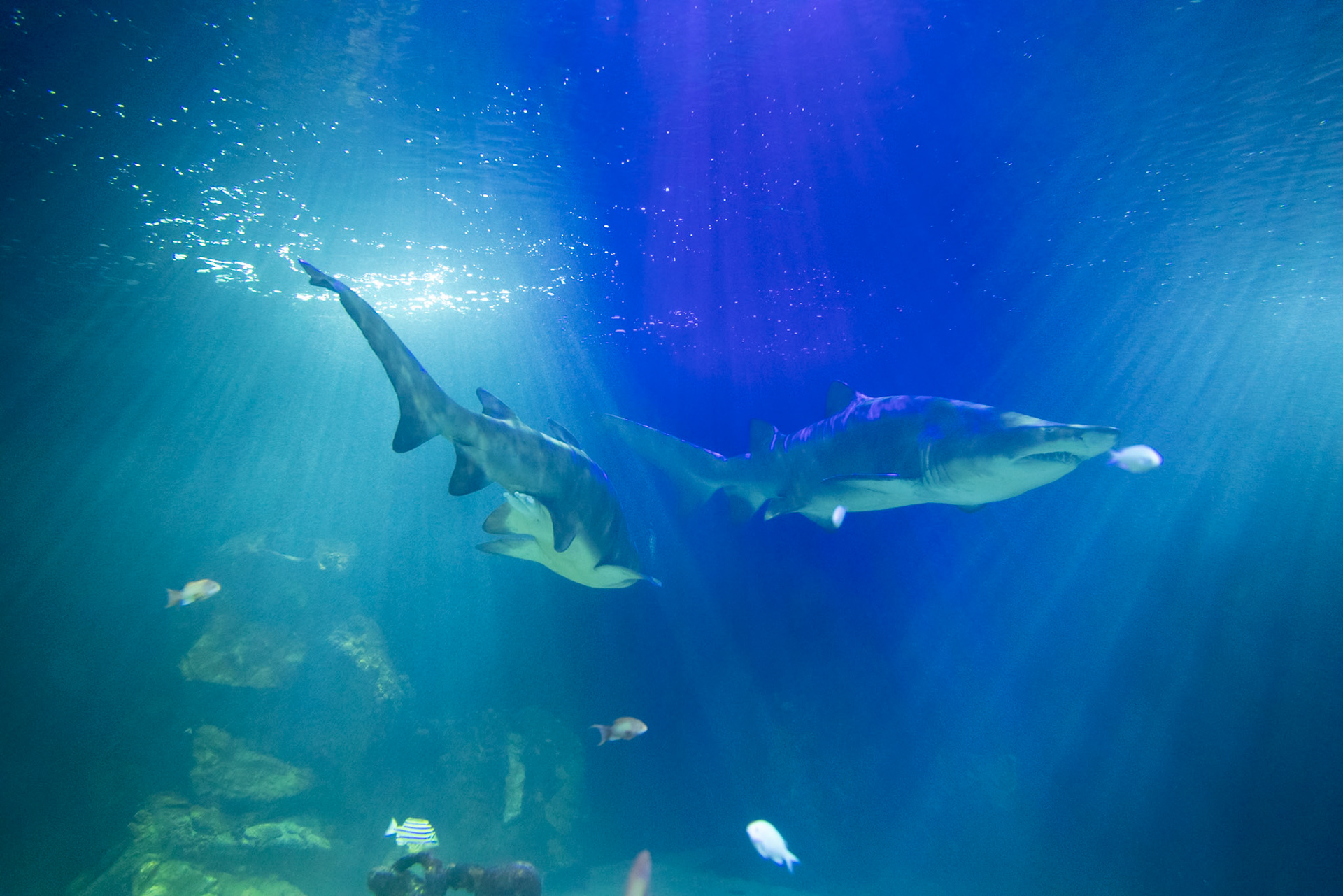 Sharks at Dingle aquarium