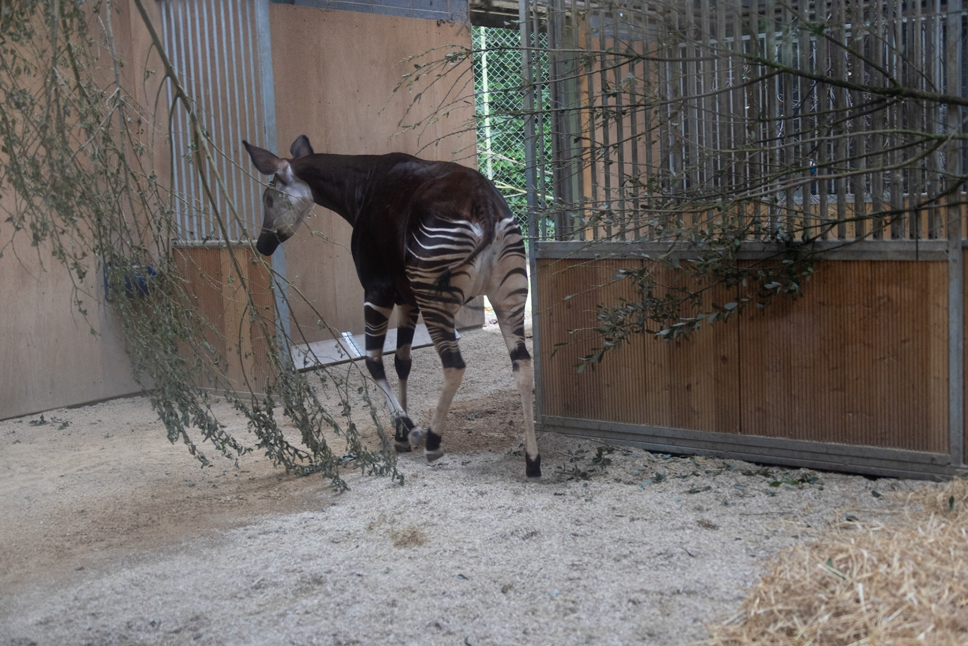 Okapi (related to giraffes)