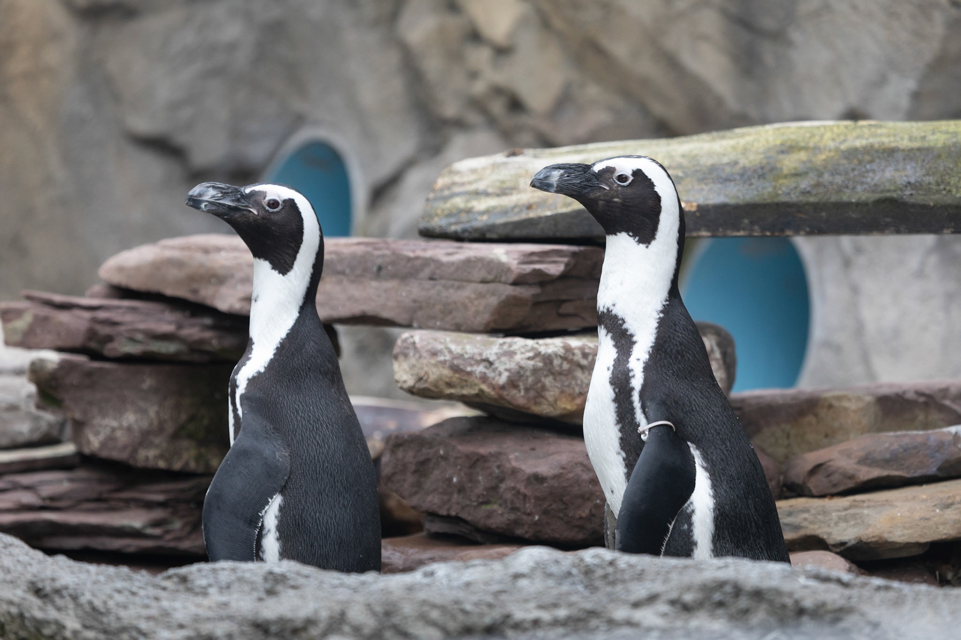 PEnguins