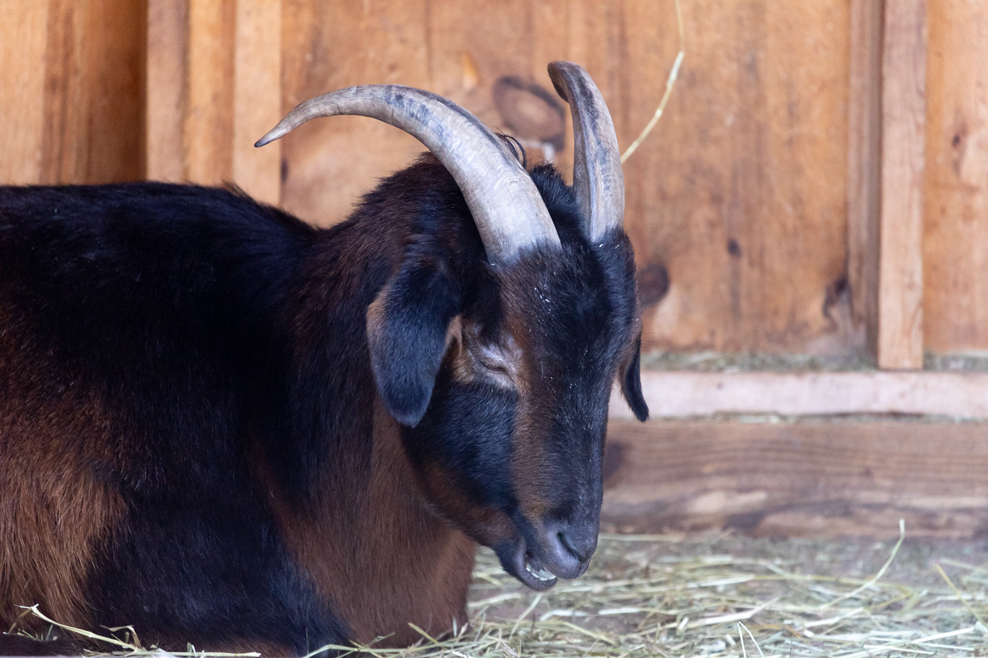 Goat, Rosamond Gifford Zoo