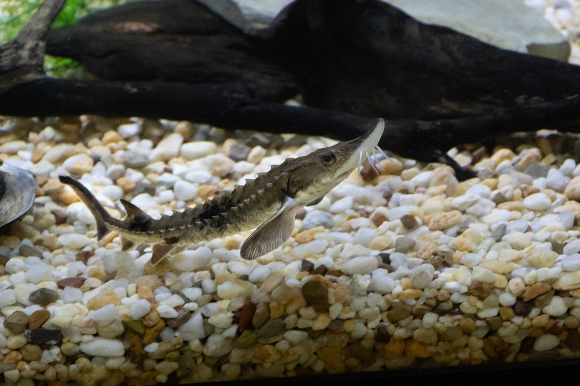 Sturgeon