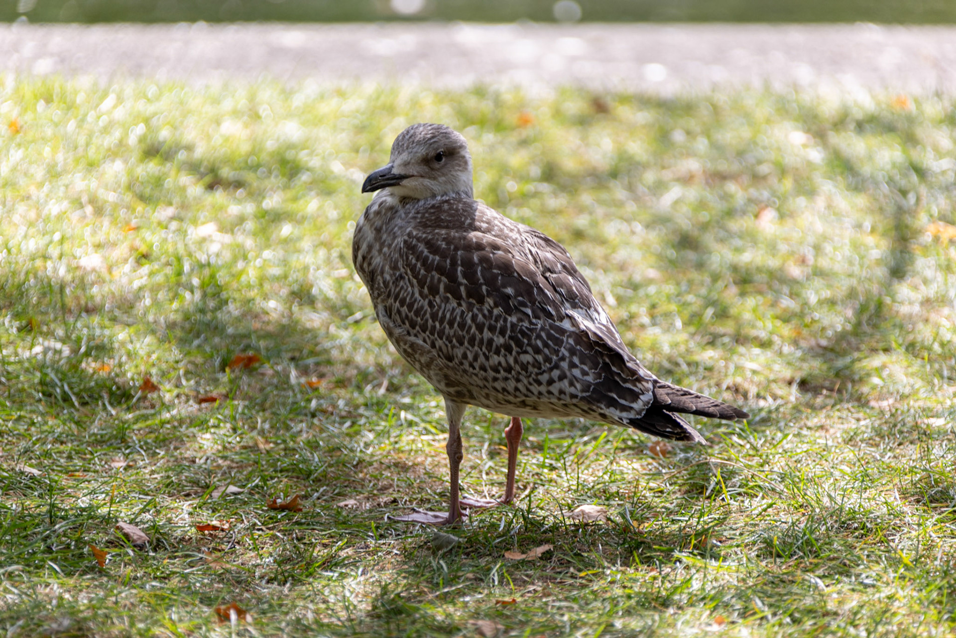 Gull (I think) at St Stephen's Green