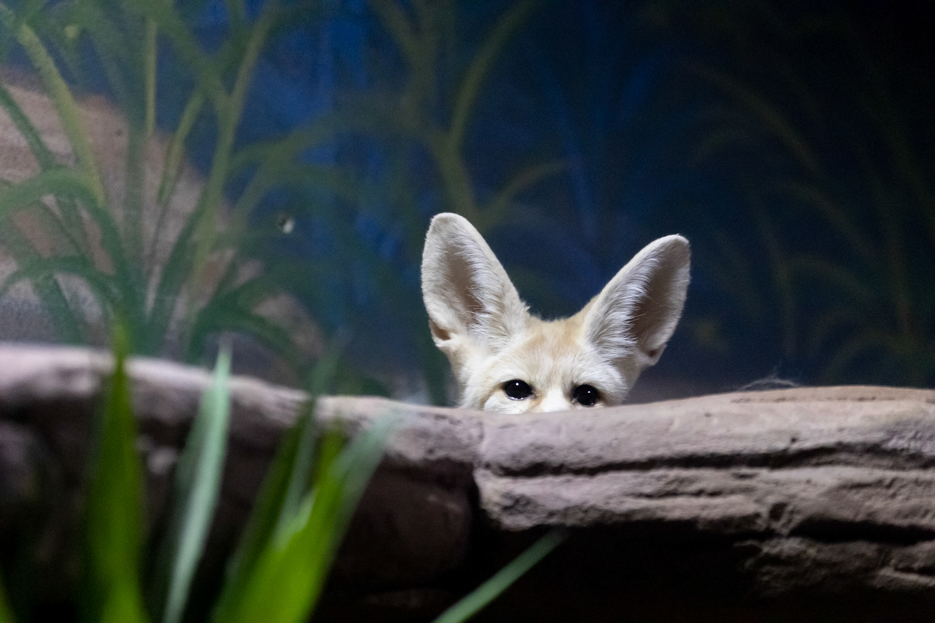 Fennec Fox, Rosamond Gifford Zoo