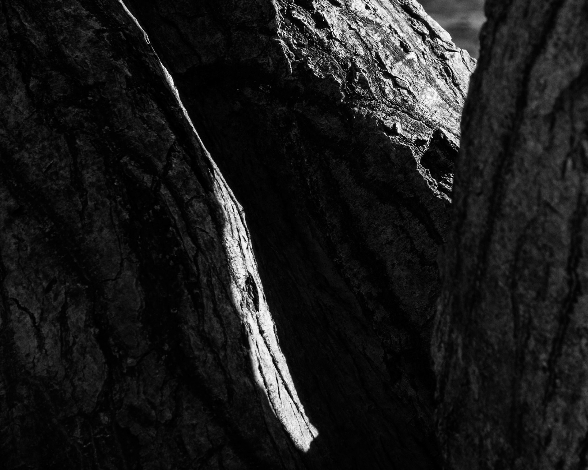 Windemere tree 5