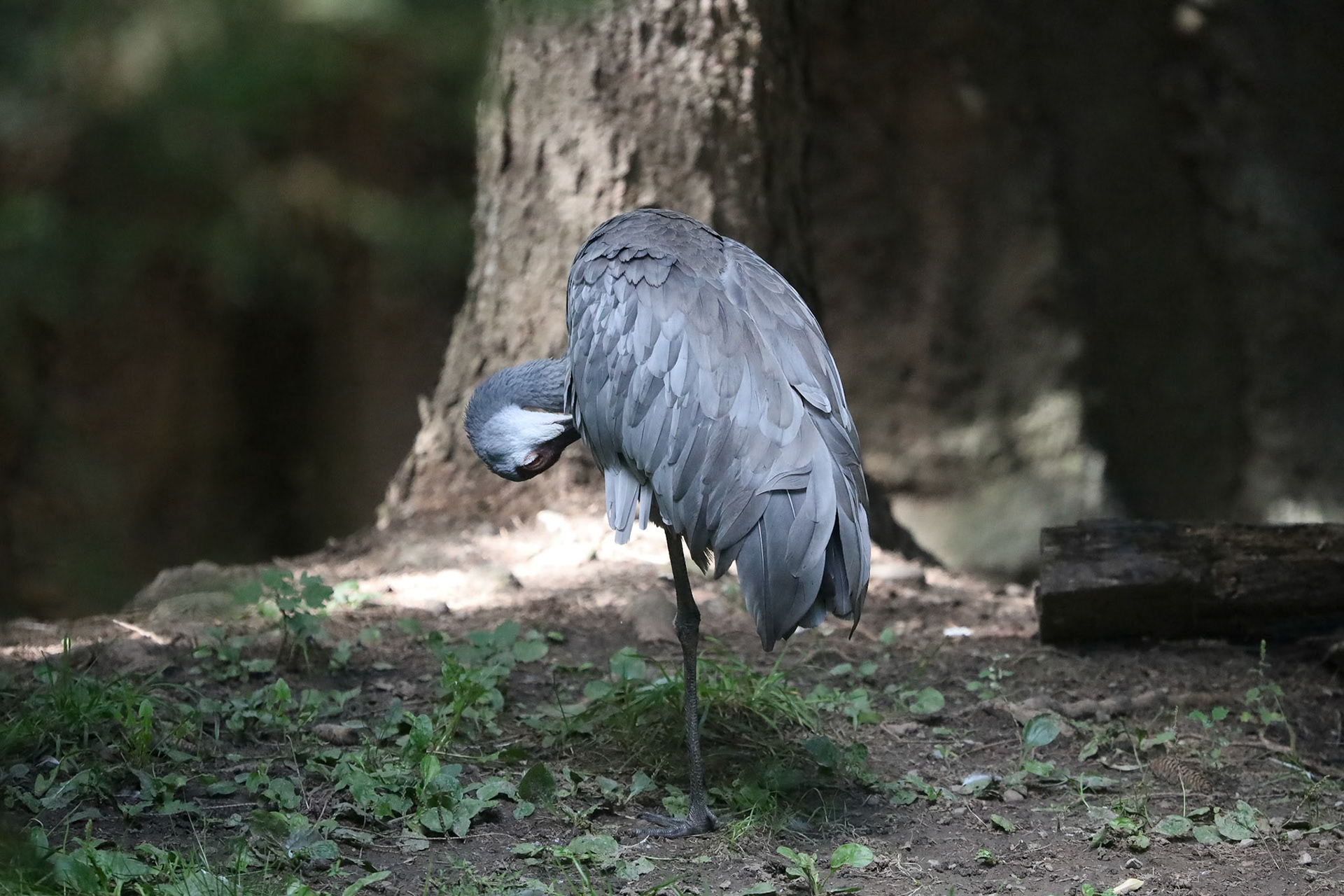 Sandhill crane