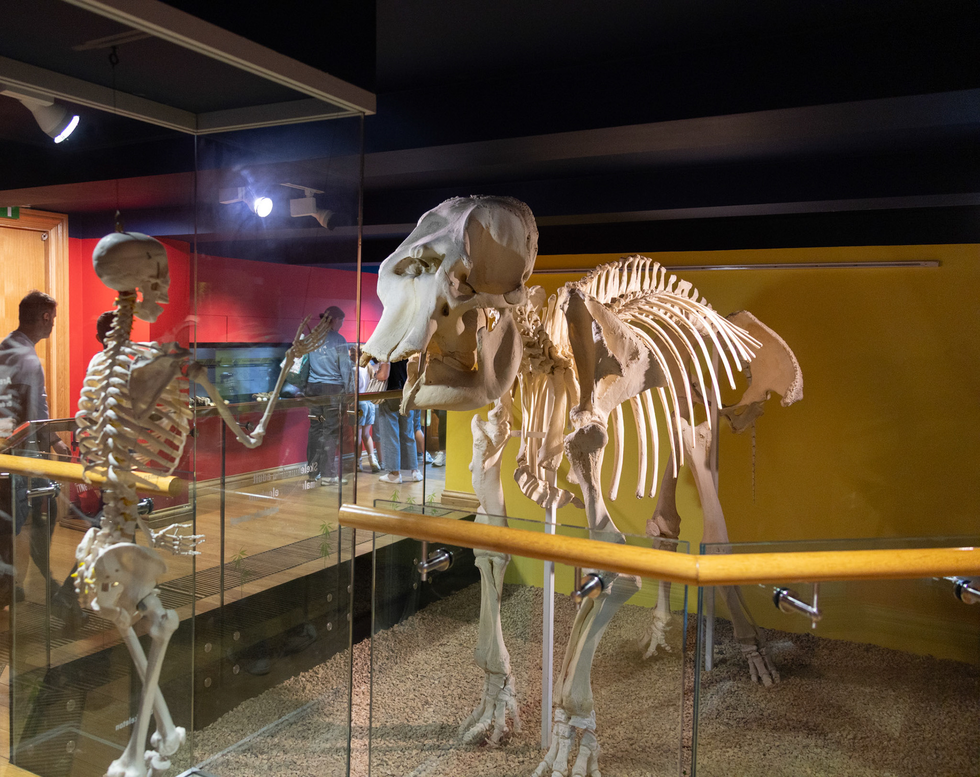 Elephants in Ireland?