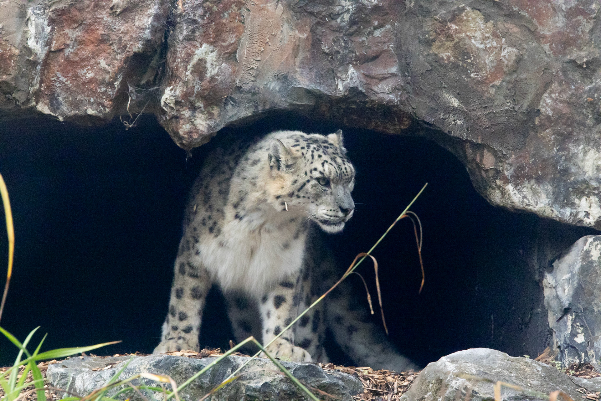 Snow leopard