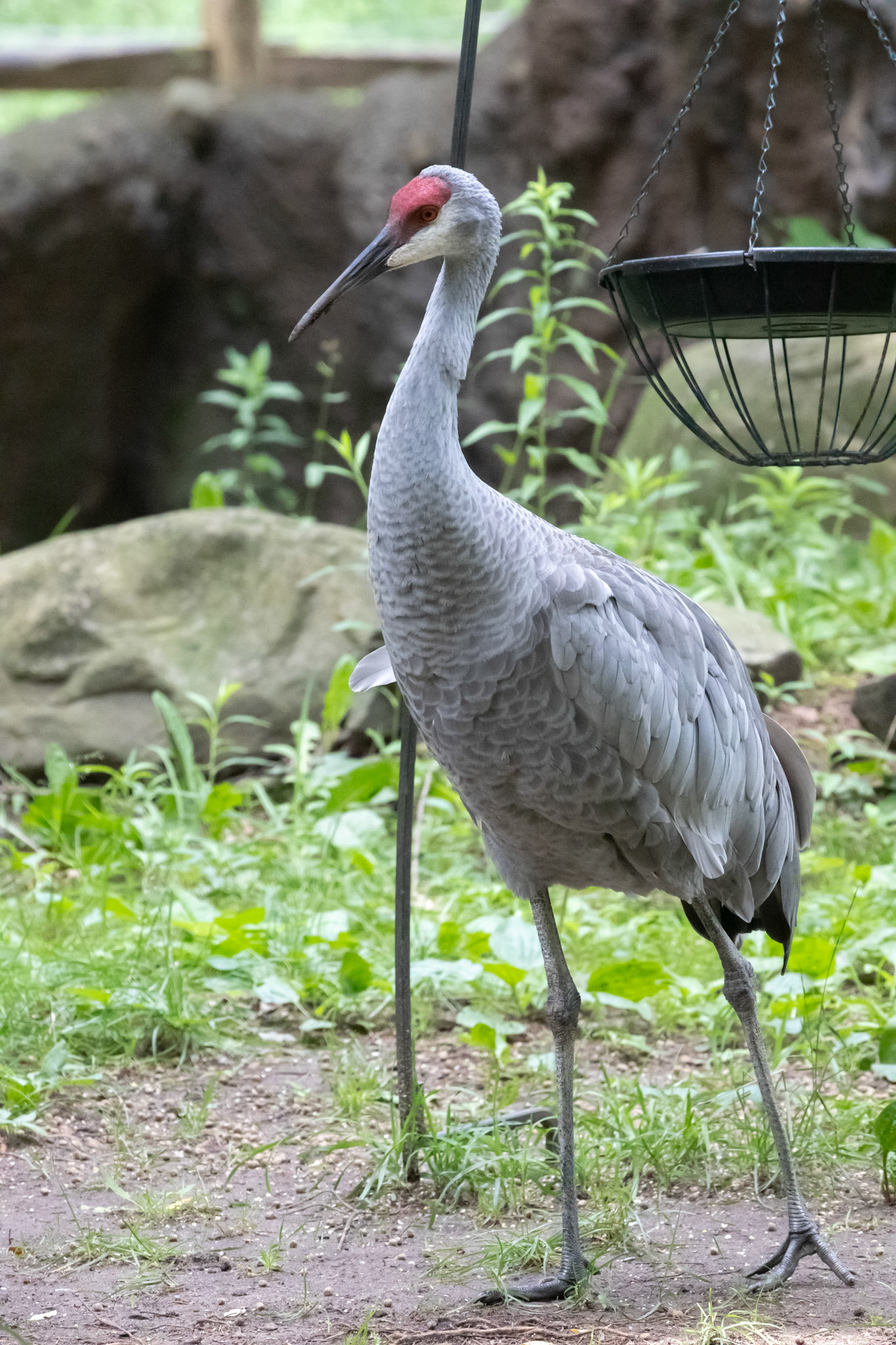 Sandhill crane