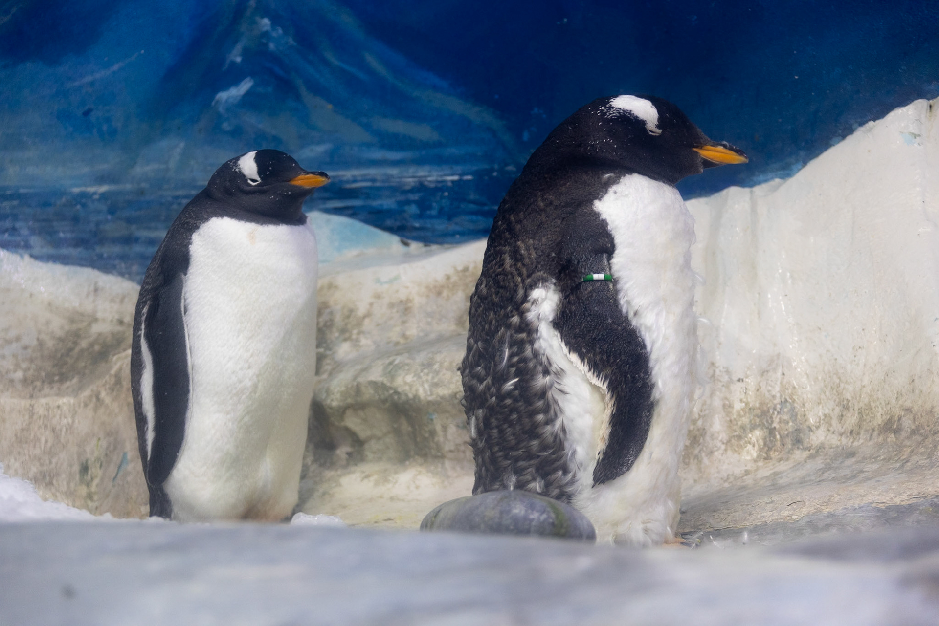 Gentoo penguins